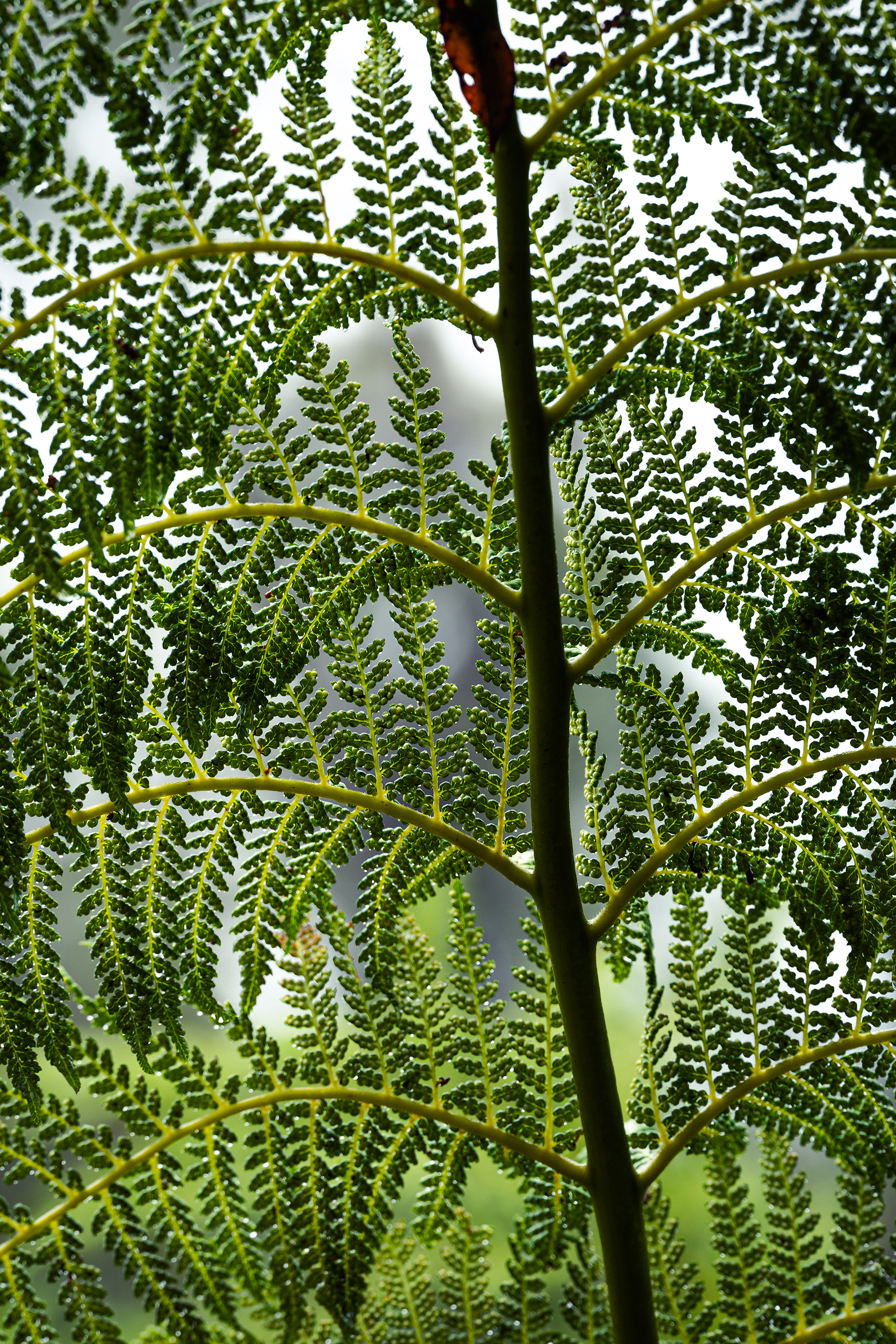 Southern Blue Mountains