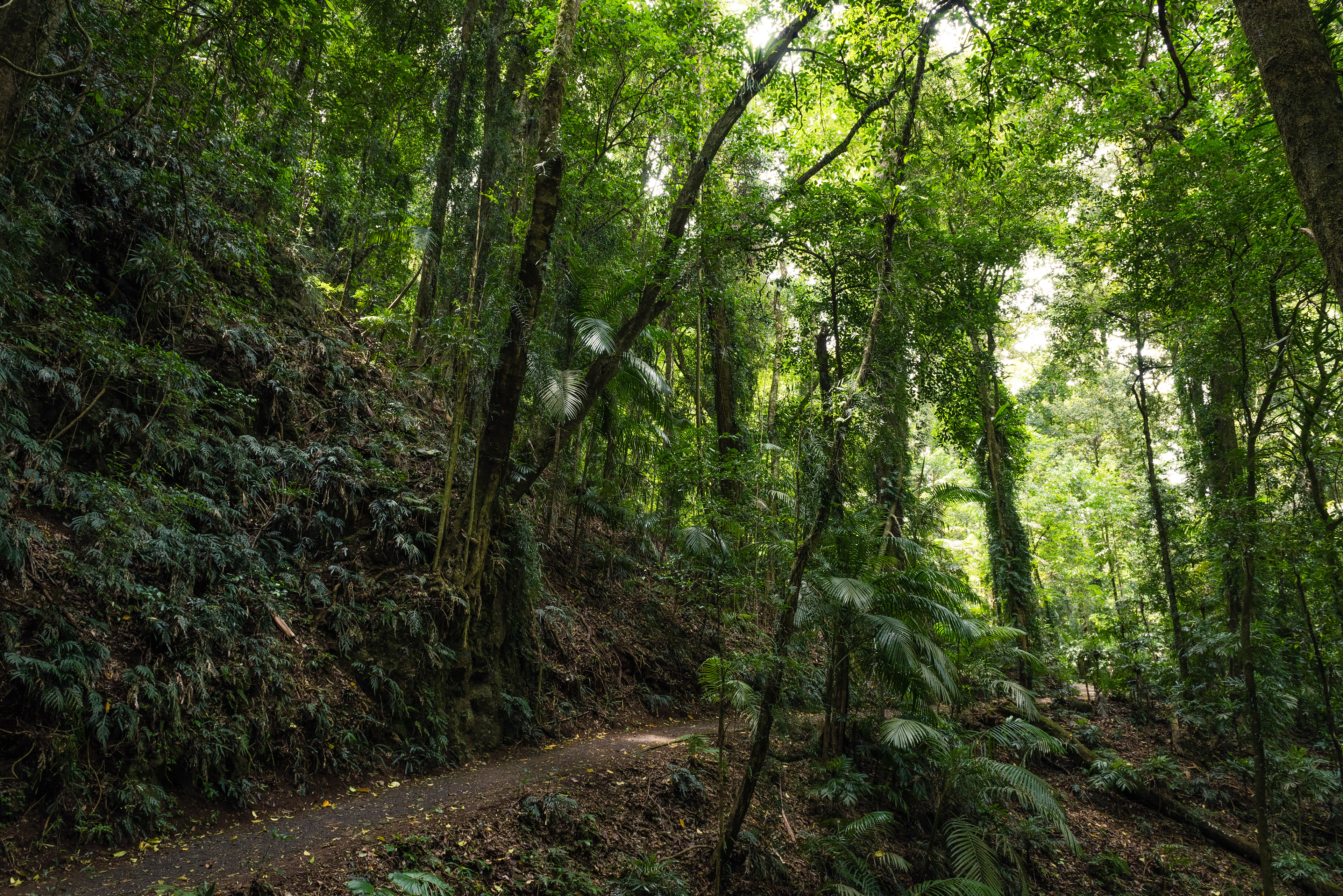 Dorrigo National Park
