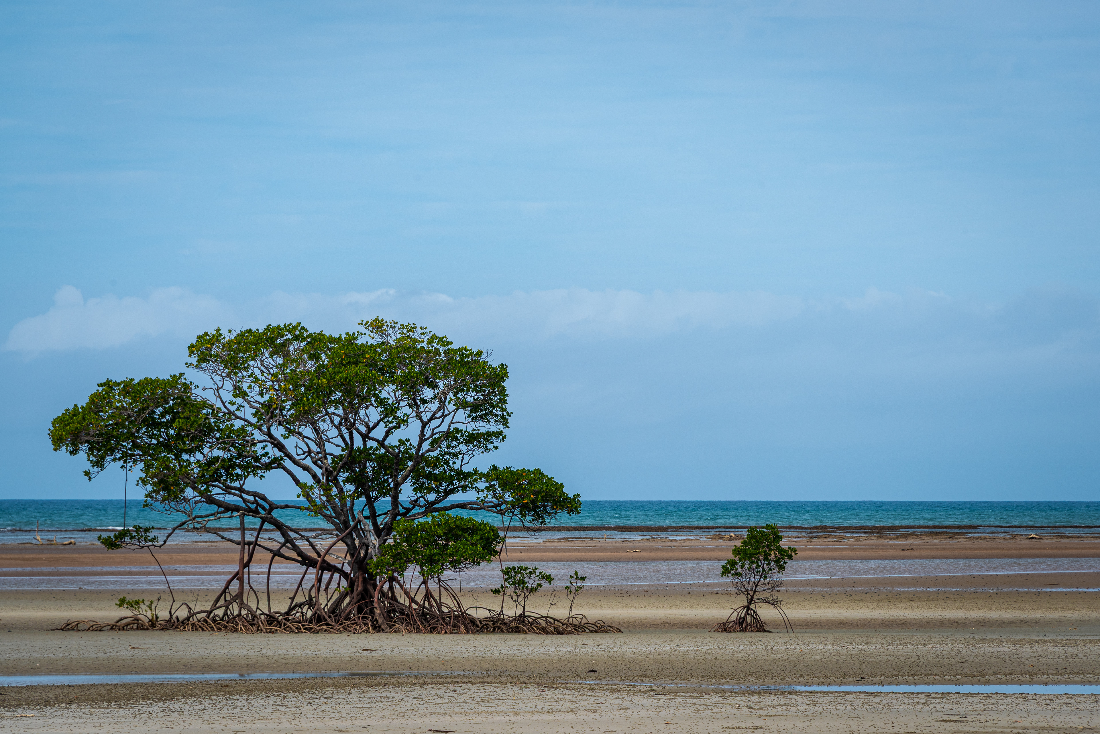 Cape Tribulation