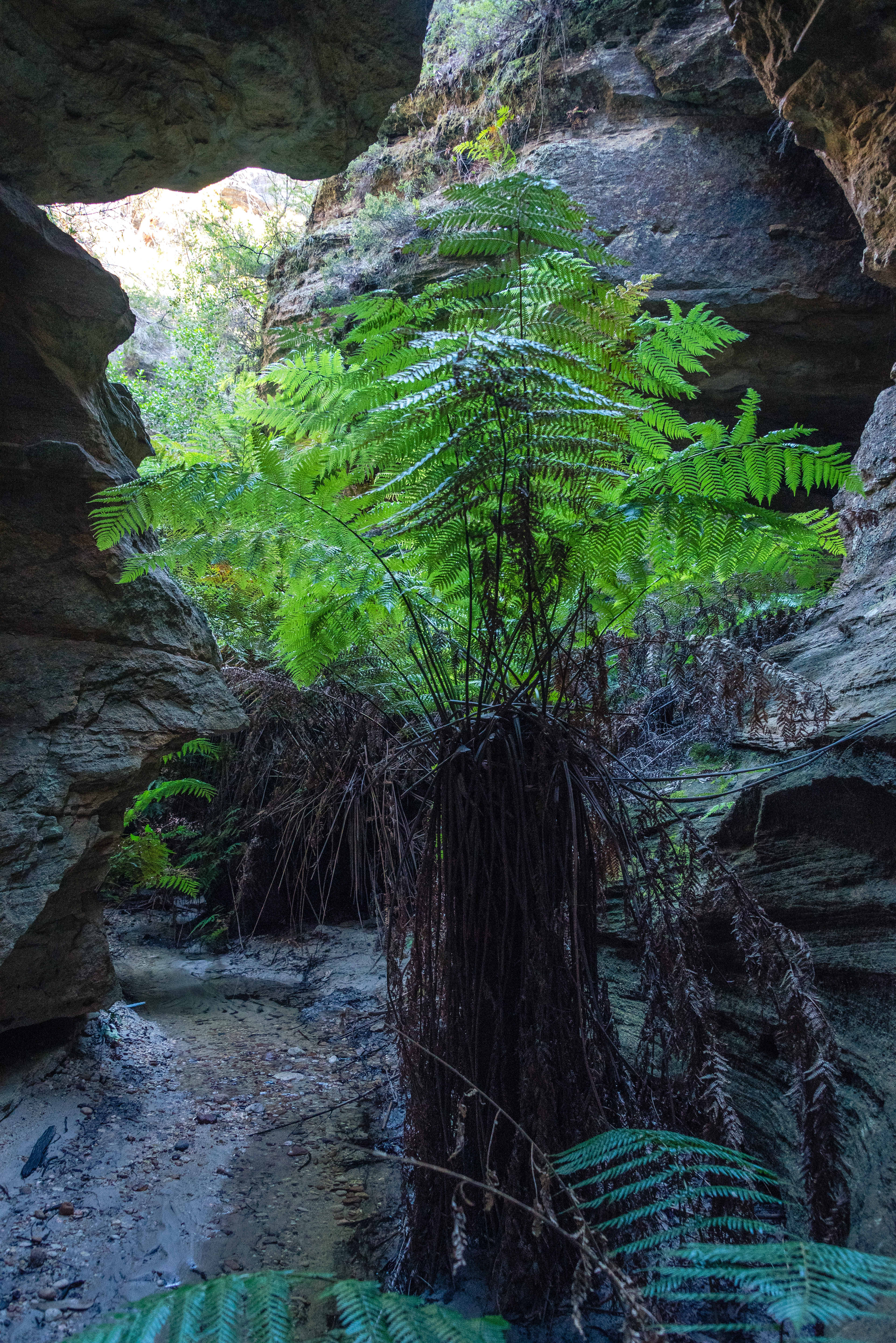 Mugii Murum-Ban, Capertee
