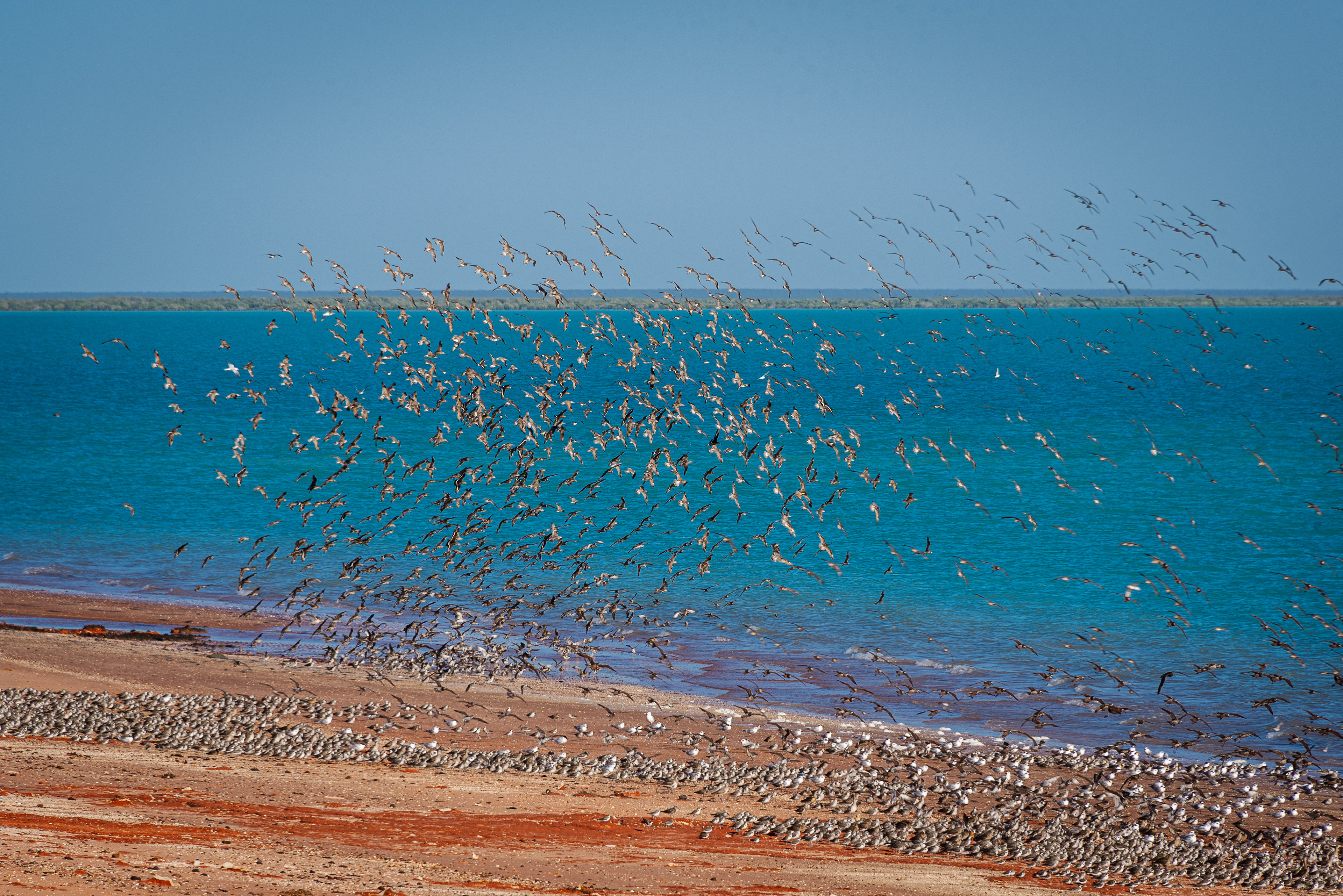 Broome Bird Observatory
