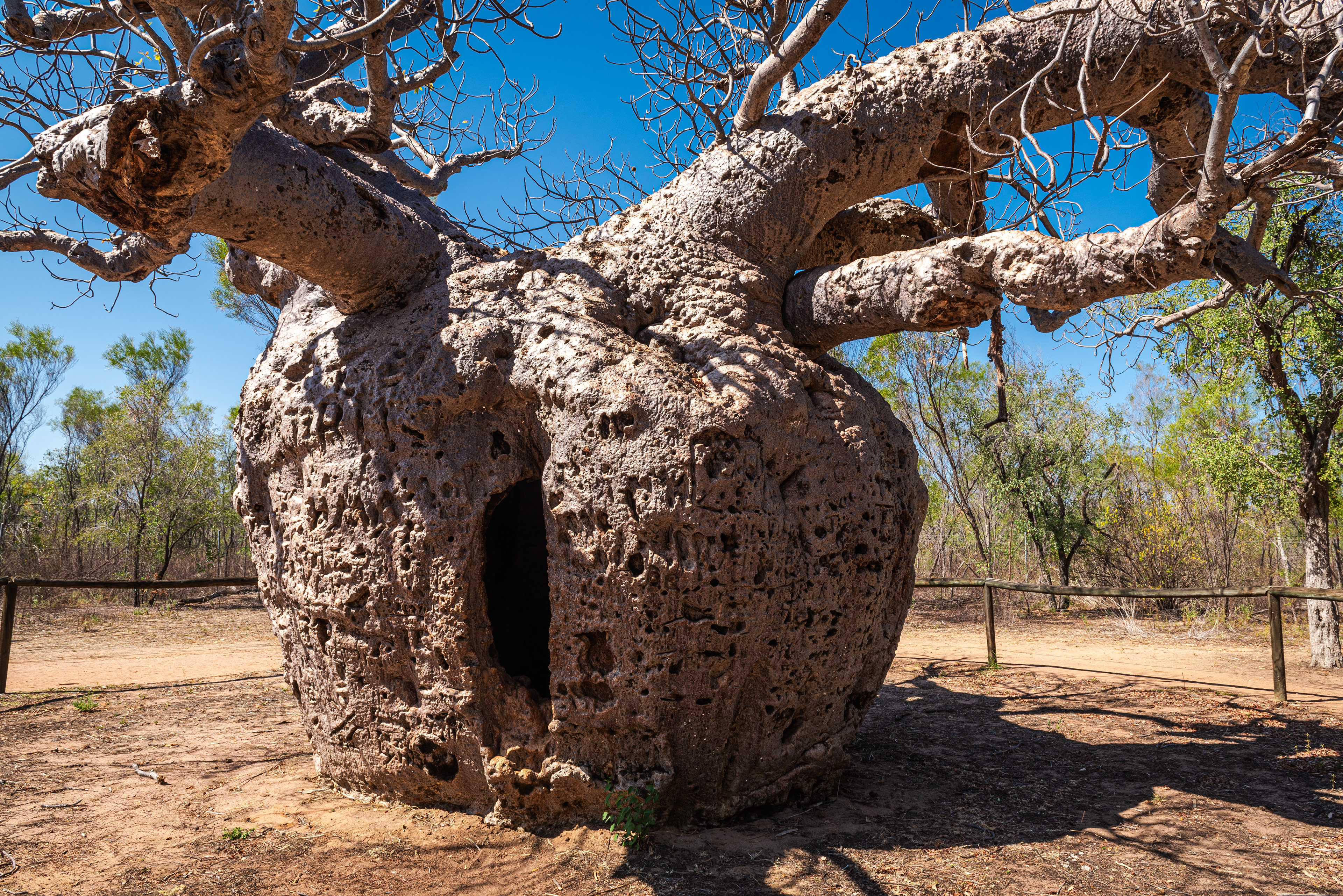 Boab Prison Tree, Derby