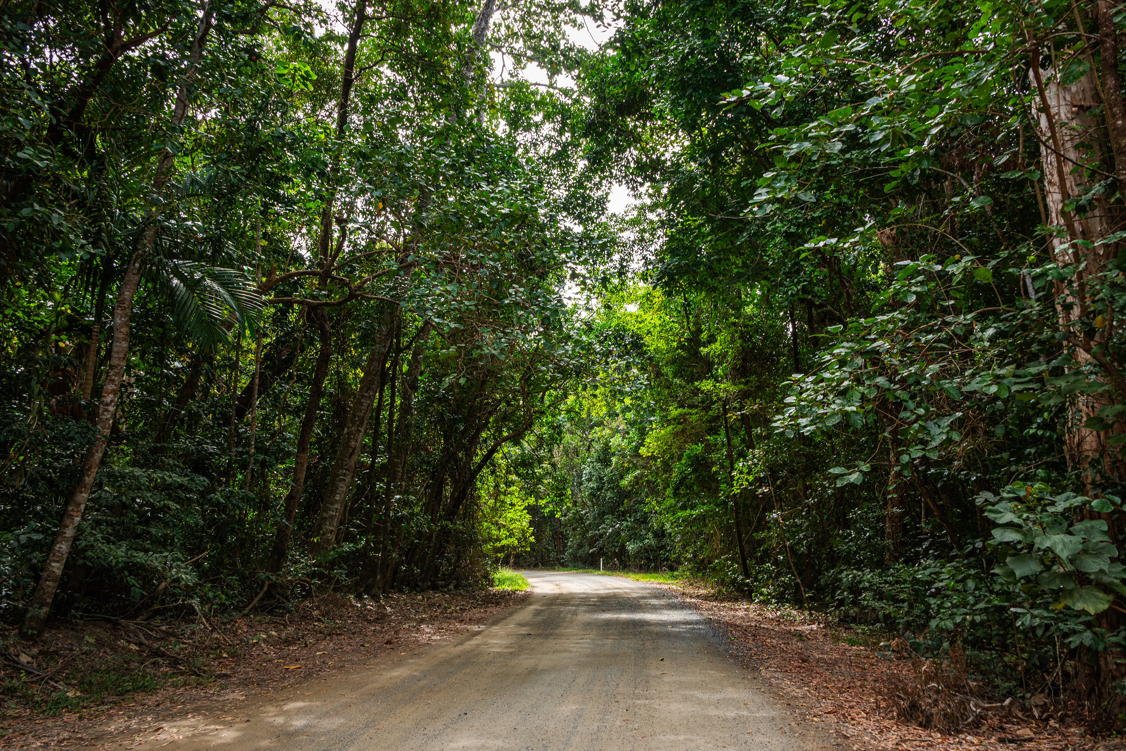 Bloomfield Track, Daintree