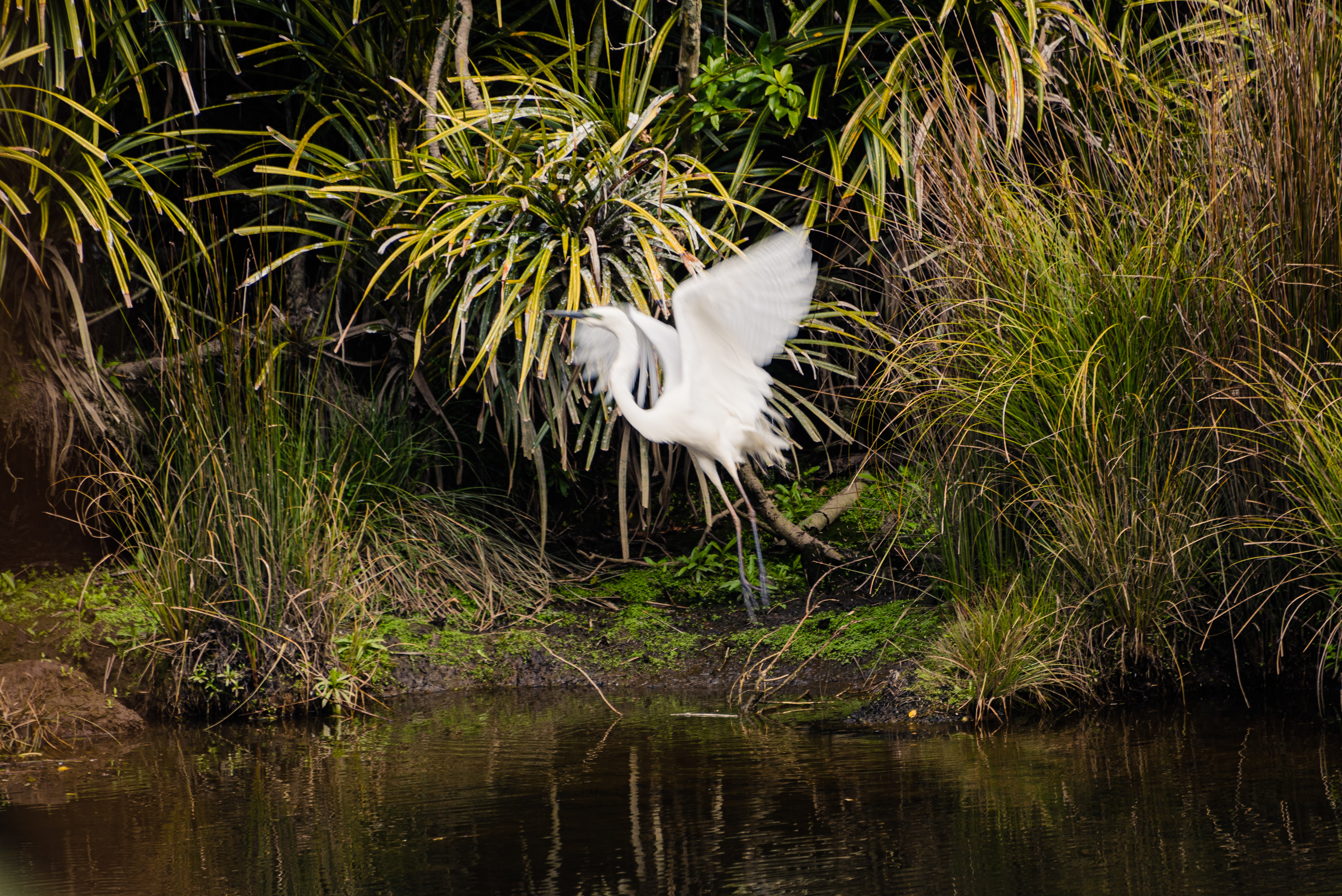 Waitangiroto Nature Reserve, South Island