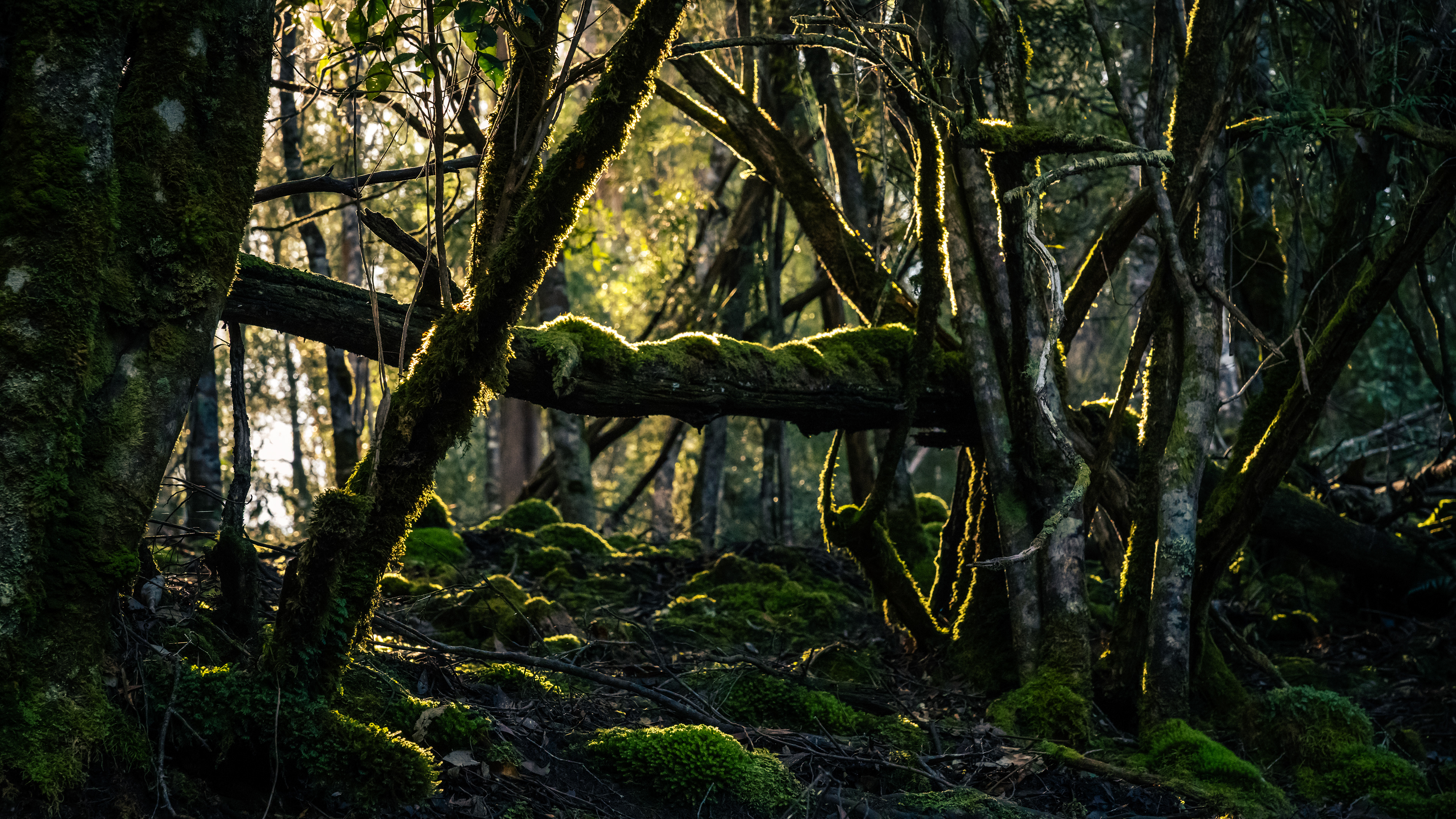 Mount Field National Park