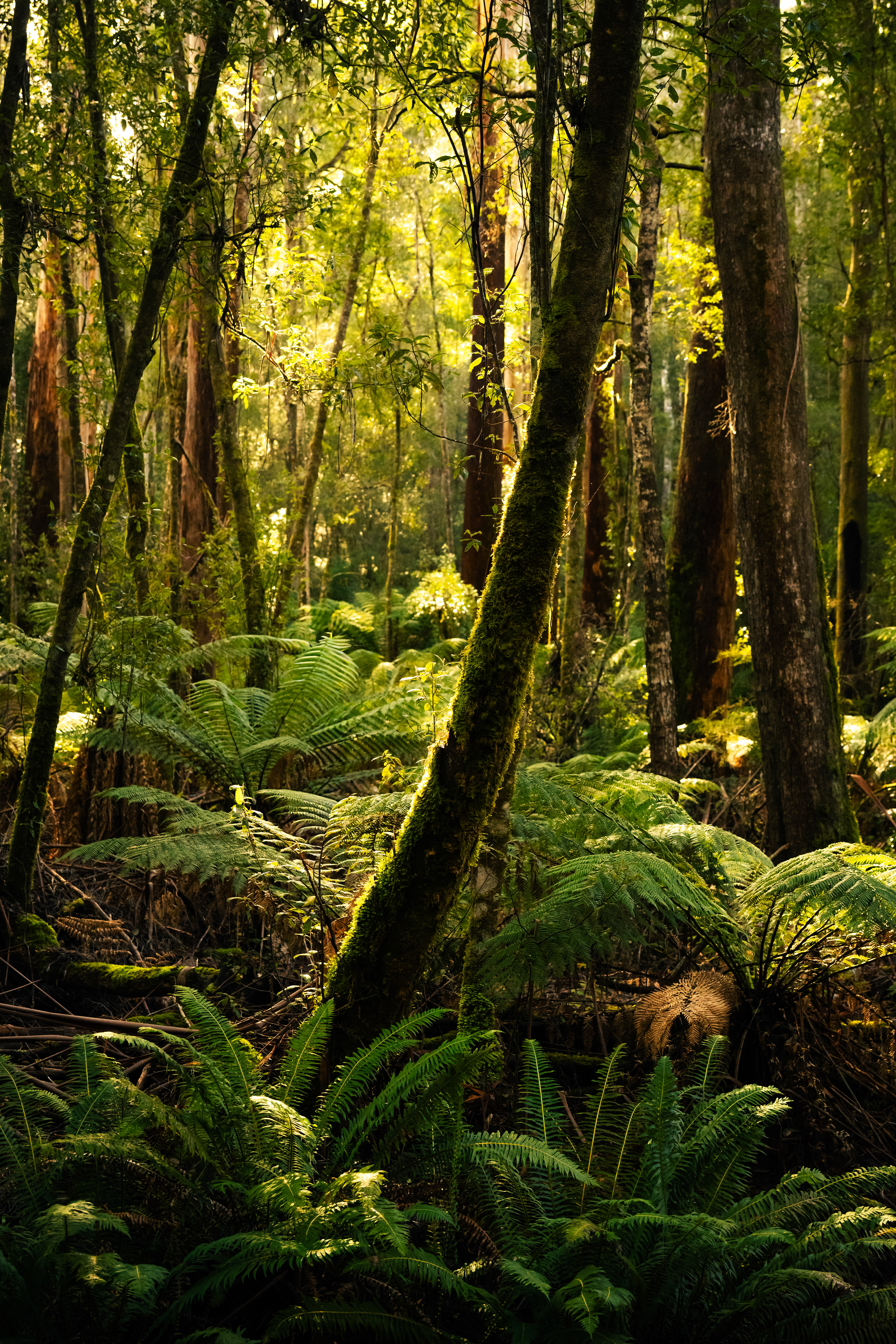 Mount Field National Park