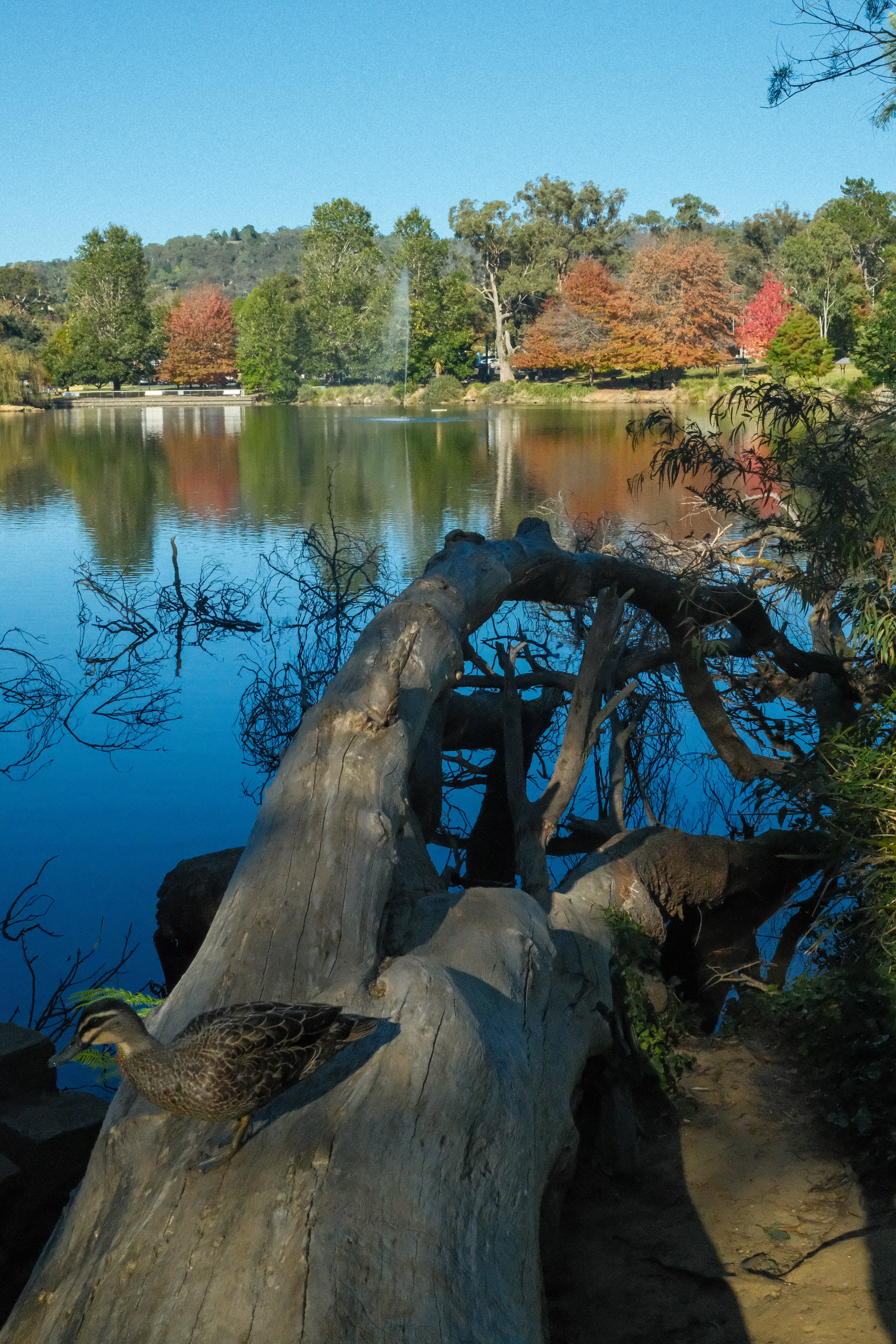 Lake Alexandra, Mittagong