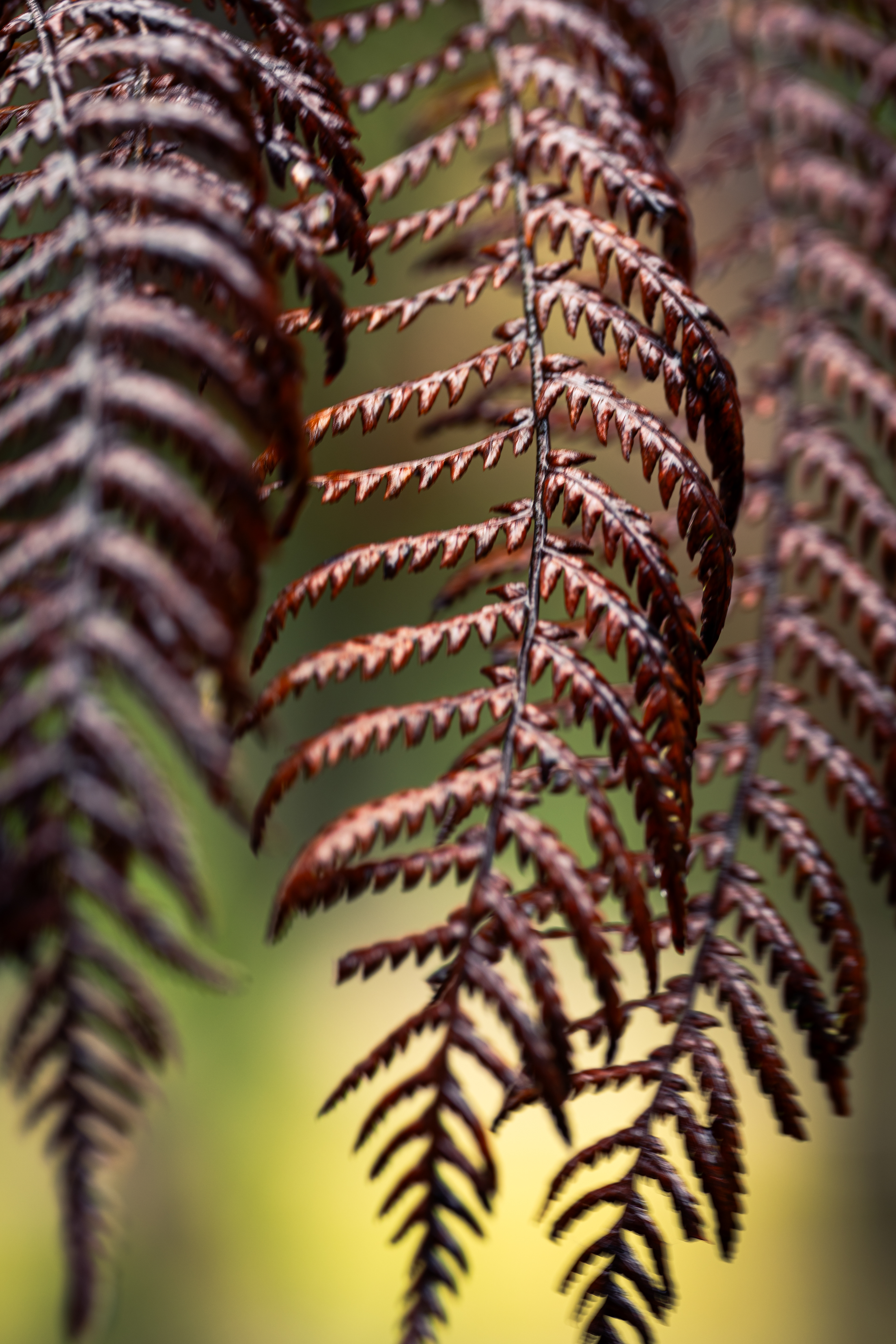 Southern Blue Mountains
