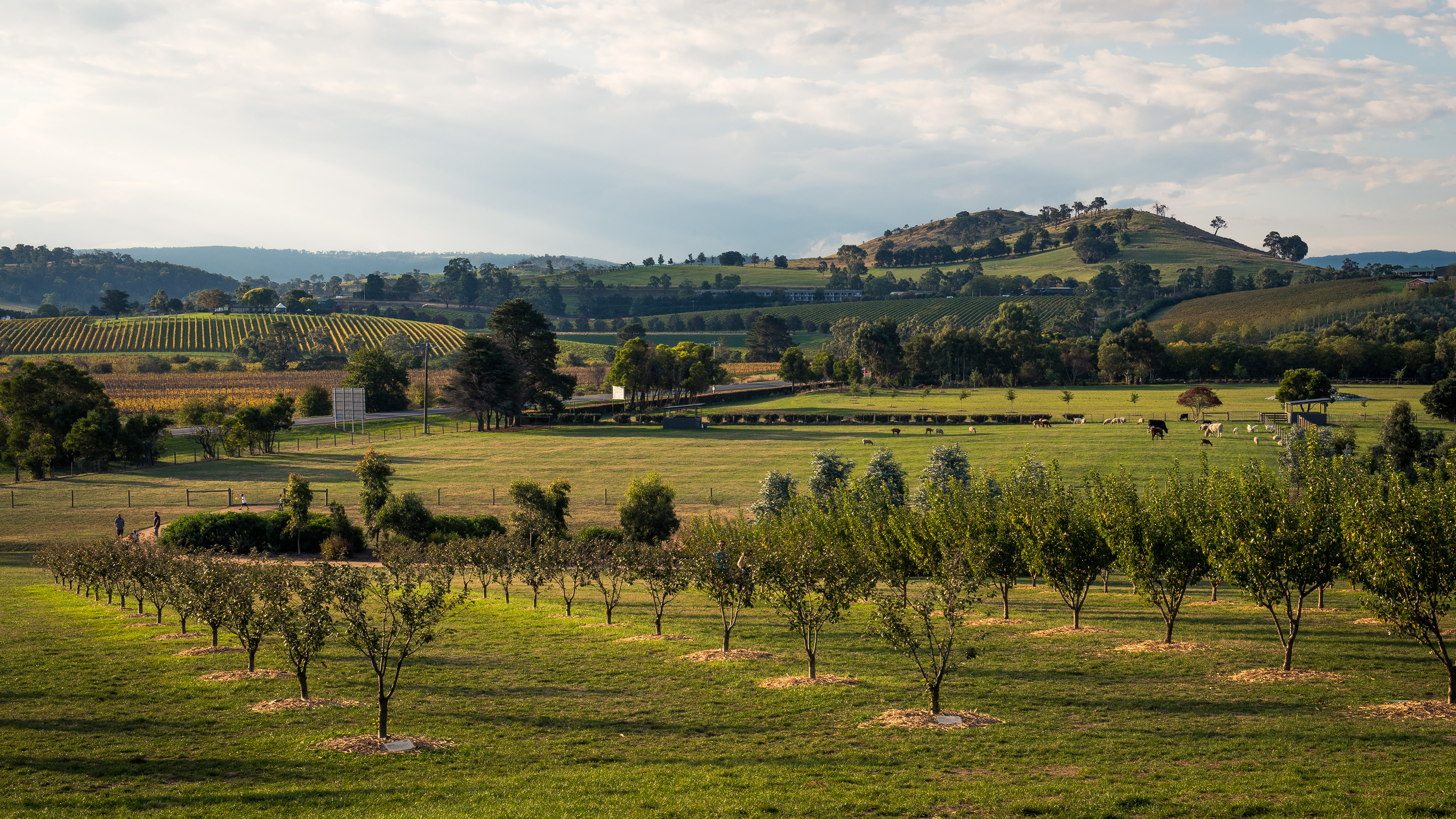 Yarra Valley