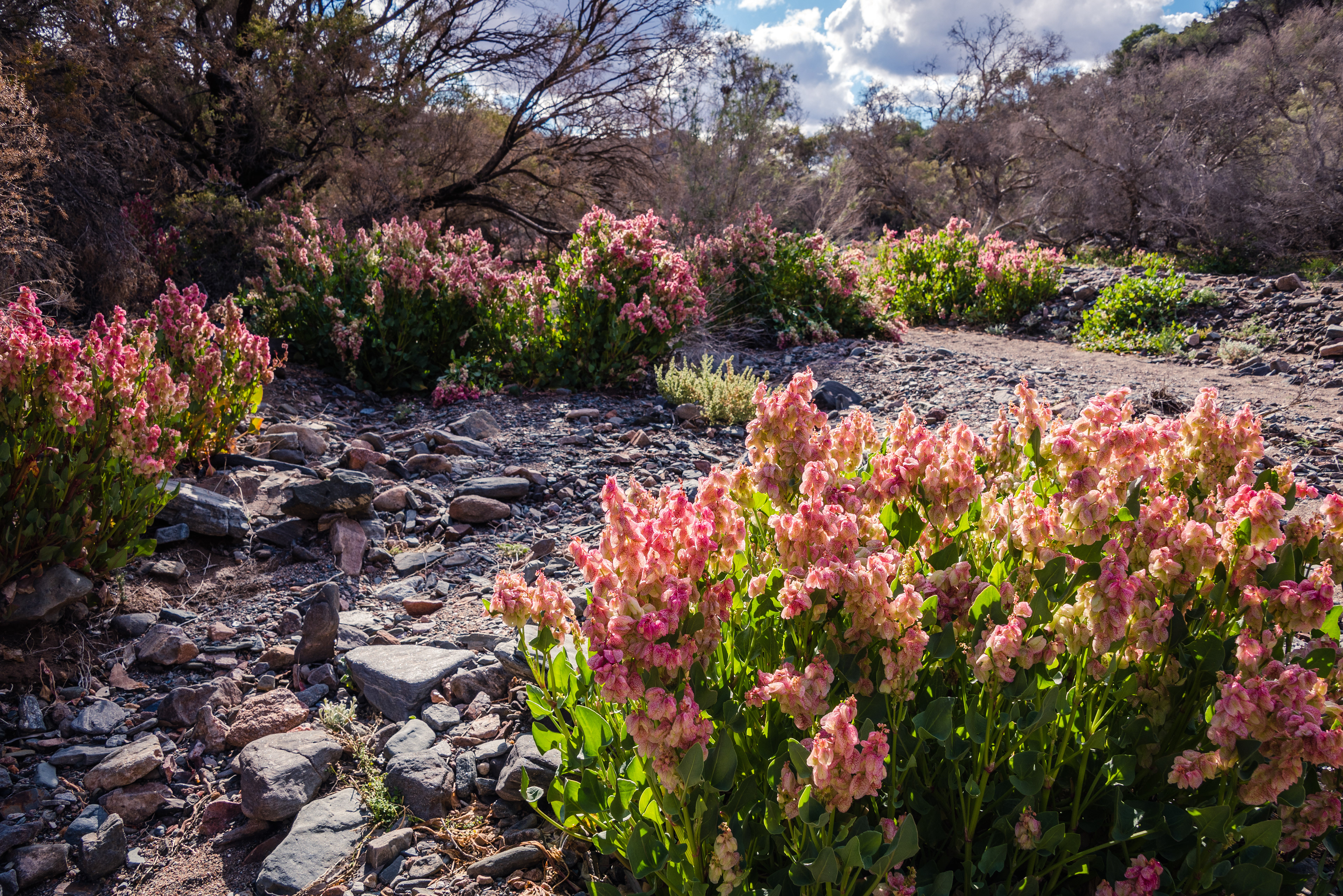 Arkaroola Wilderness Sanctuary