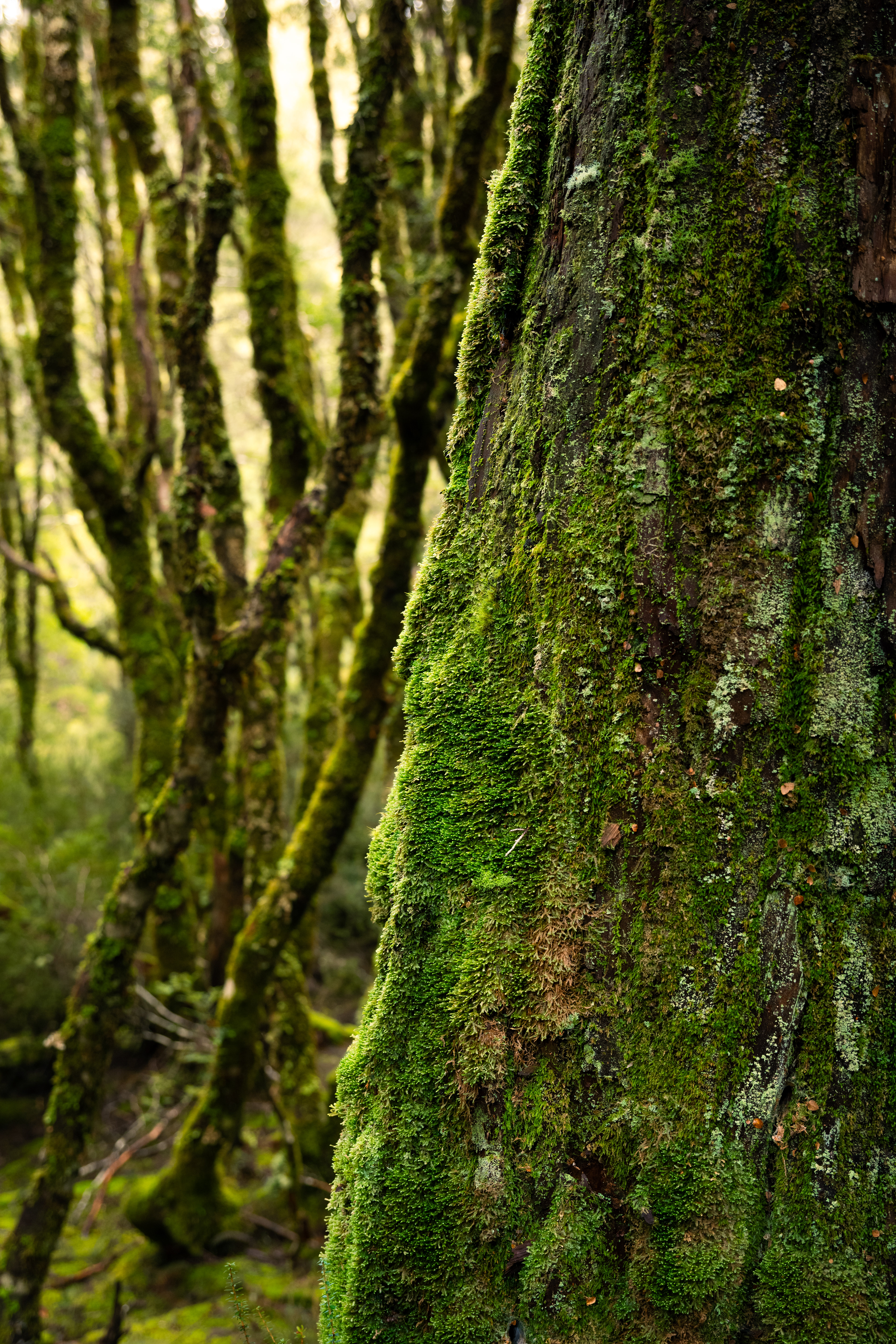 Cradle Mountain-Lake St Clair National Park