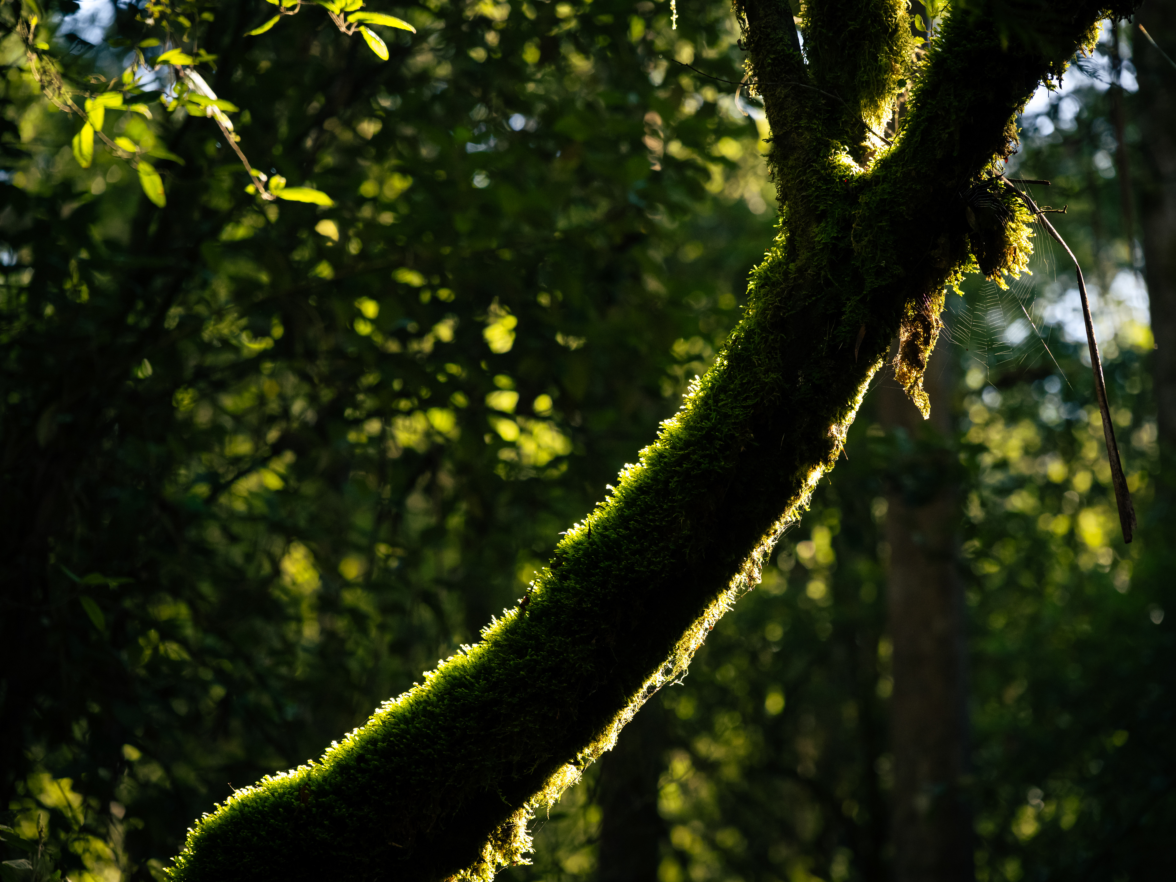 Mount Field National Park