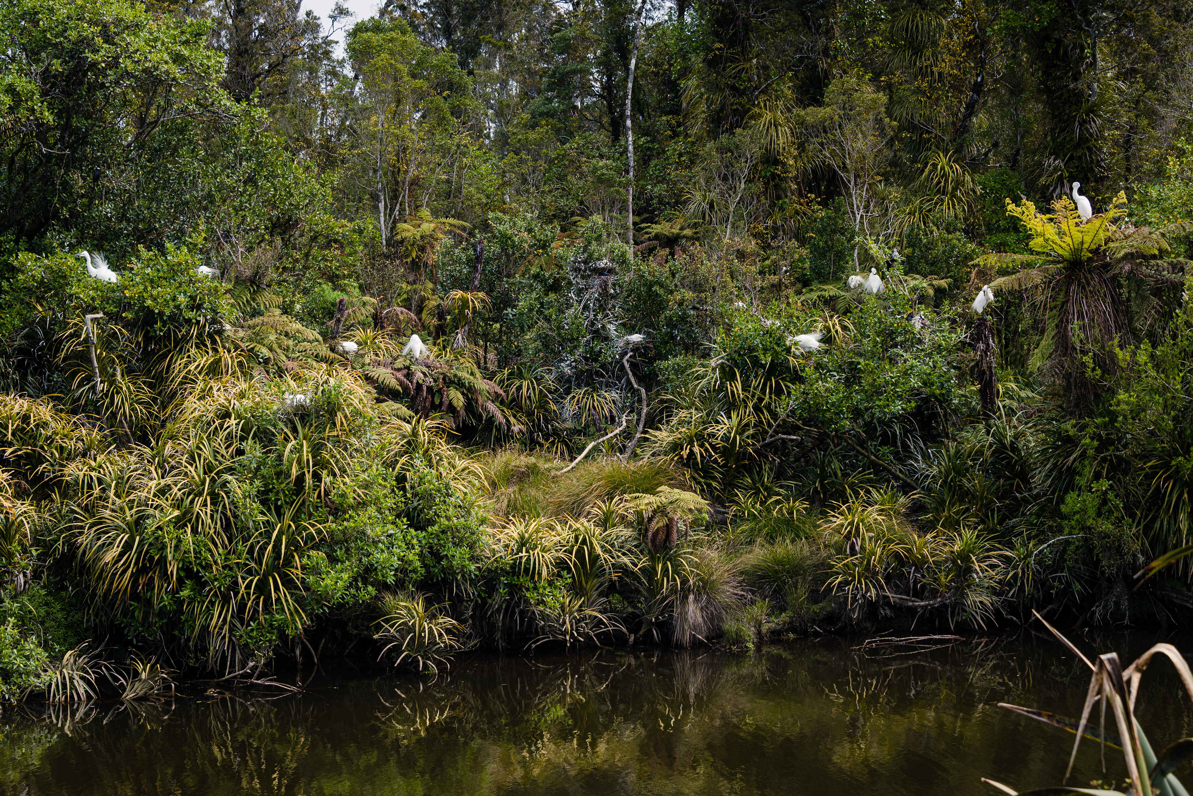 Waitangiroto Nature Reserve, South Island