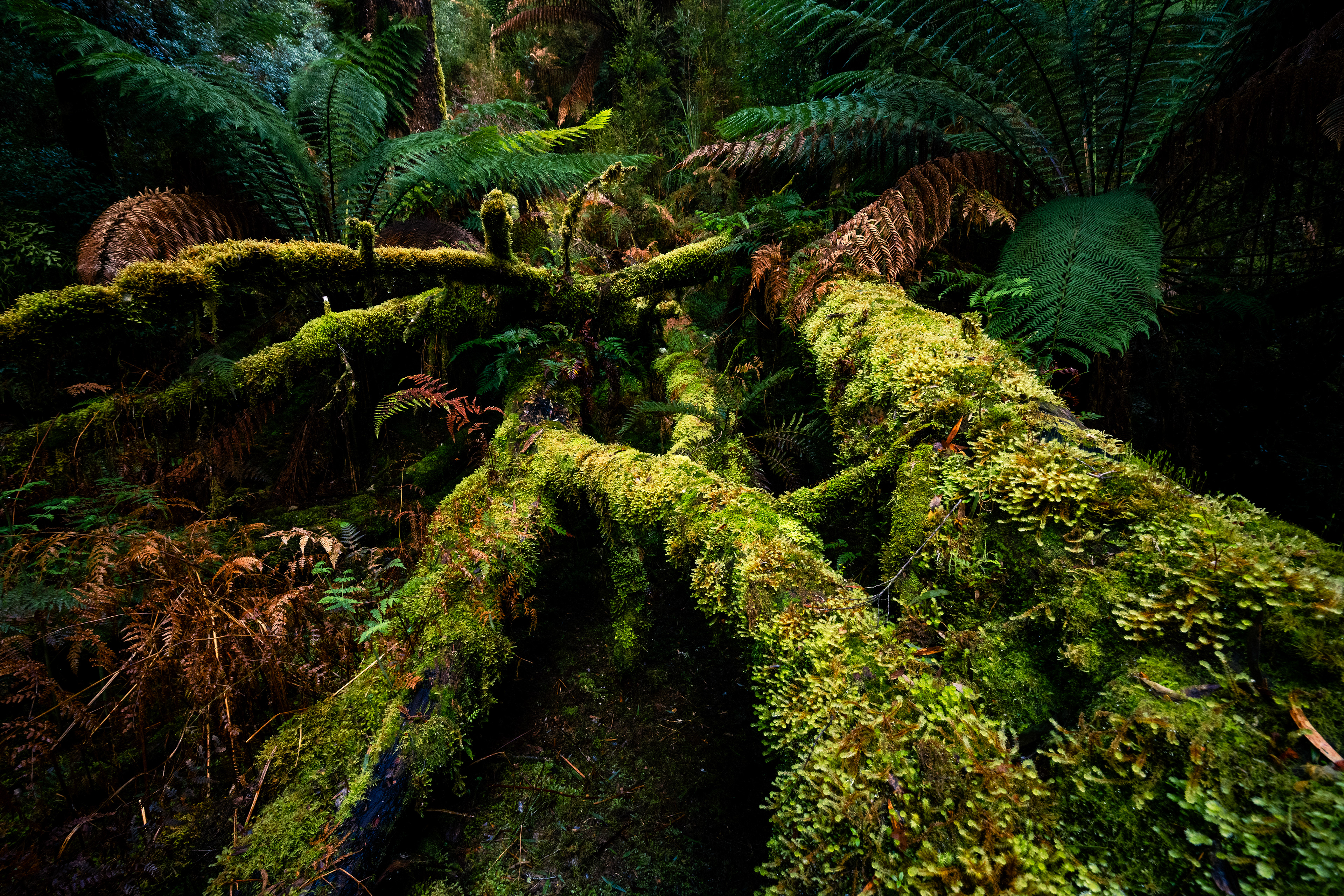 Bird River Track