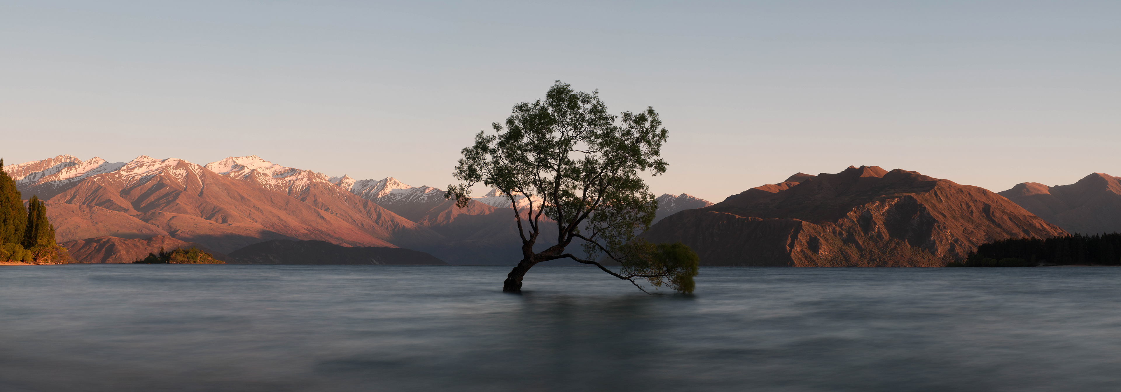 Wanaka Tree