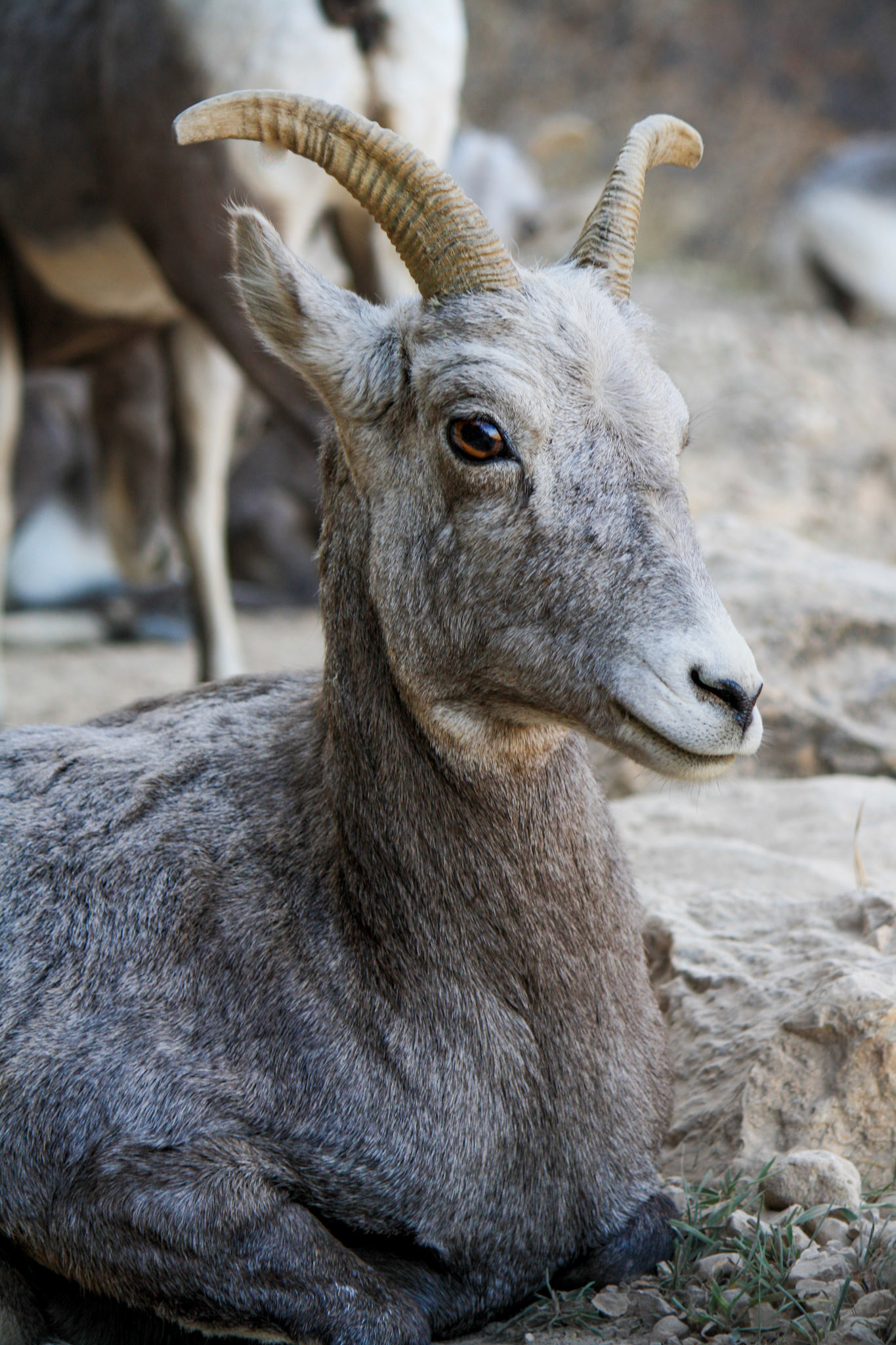 Bighorn Sheep
