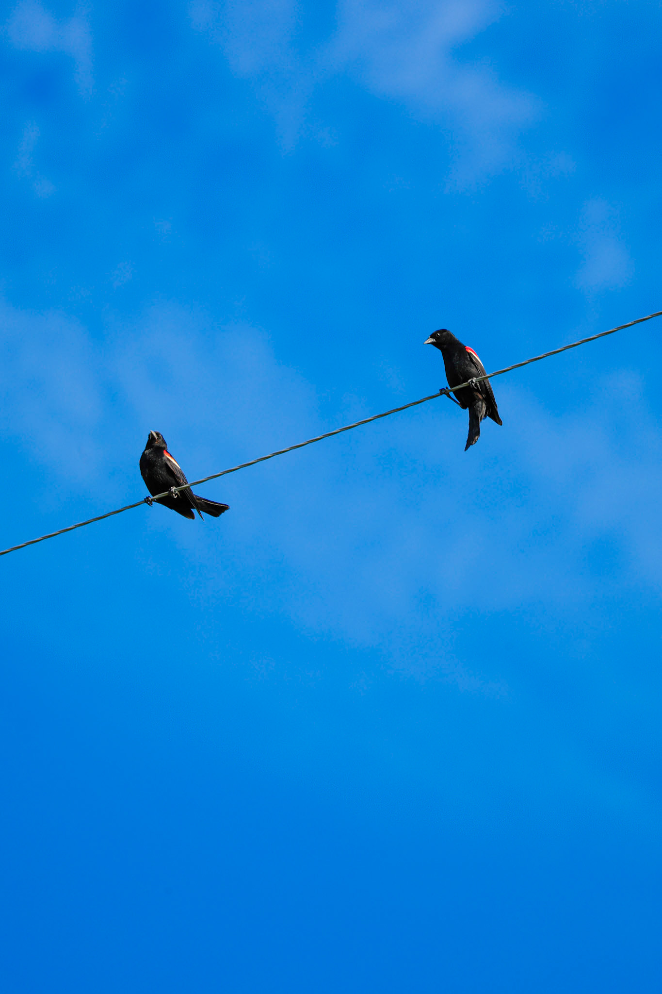 Red-Winged Blackbird