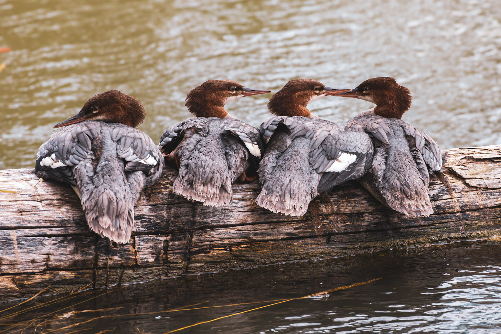 Common Merganser Ducklings