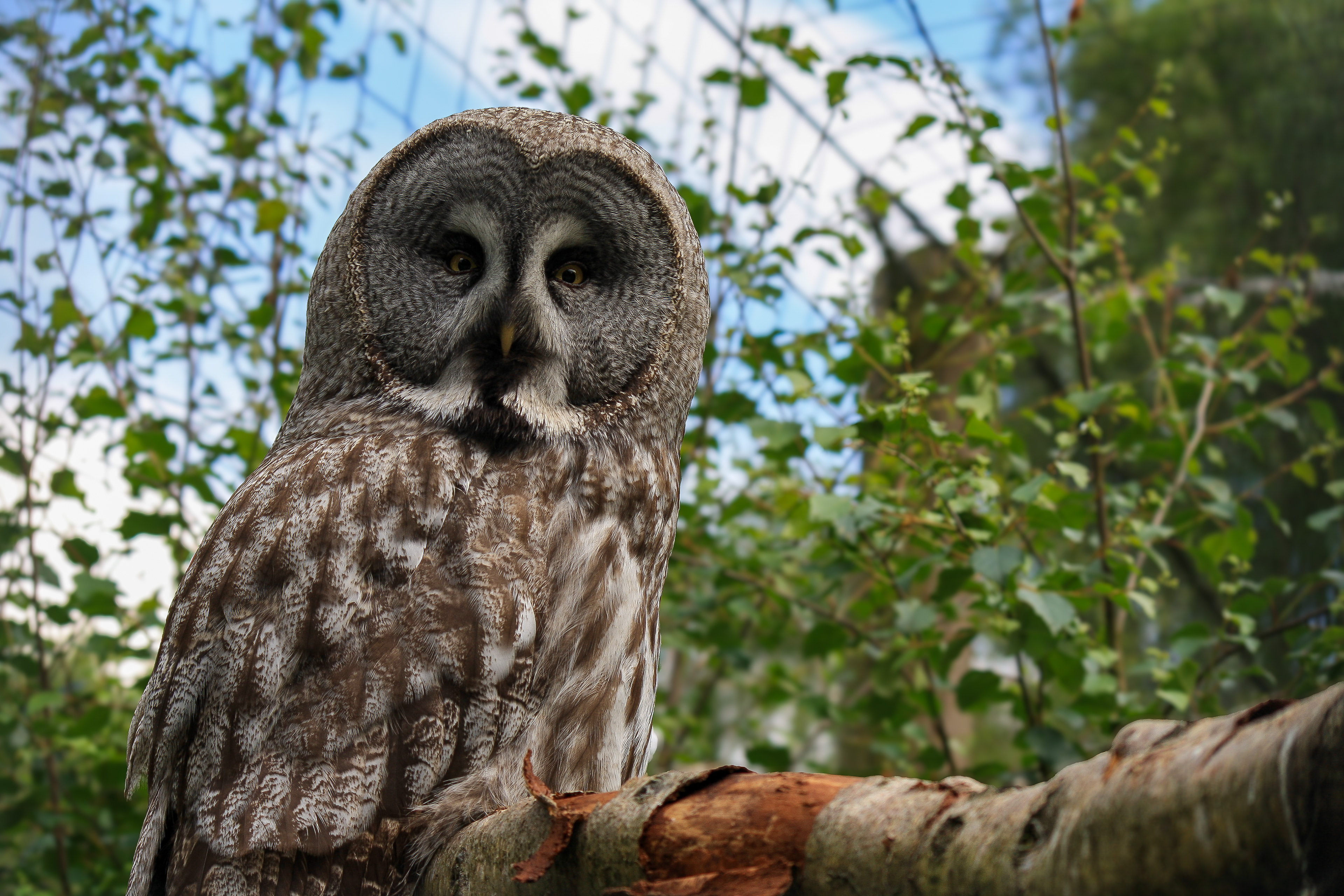 European Grey Owl