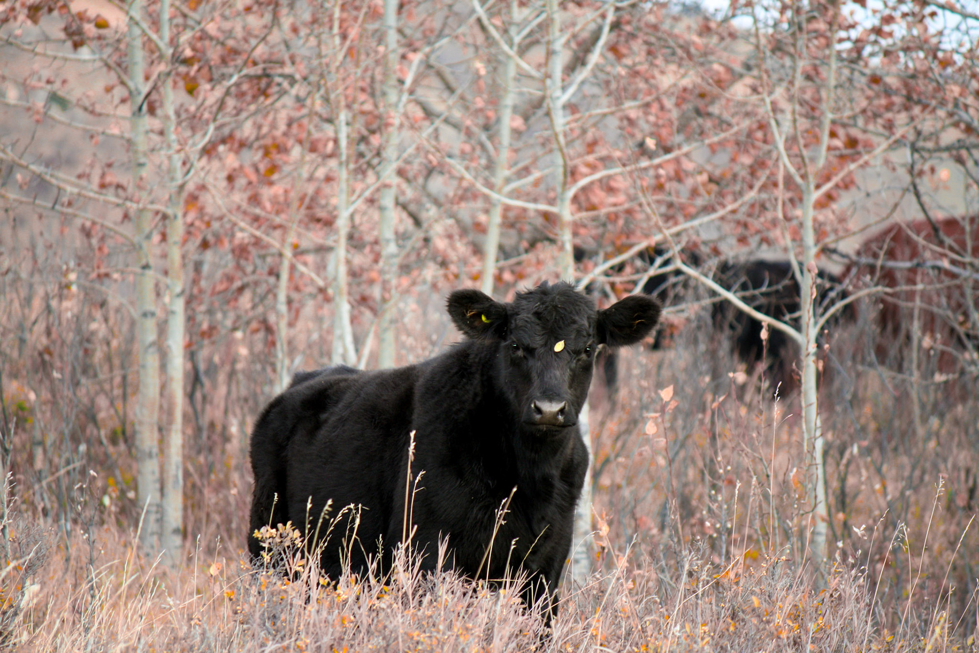 Black Angus