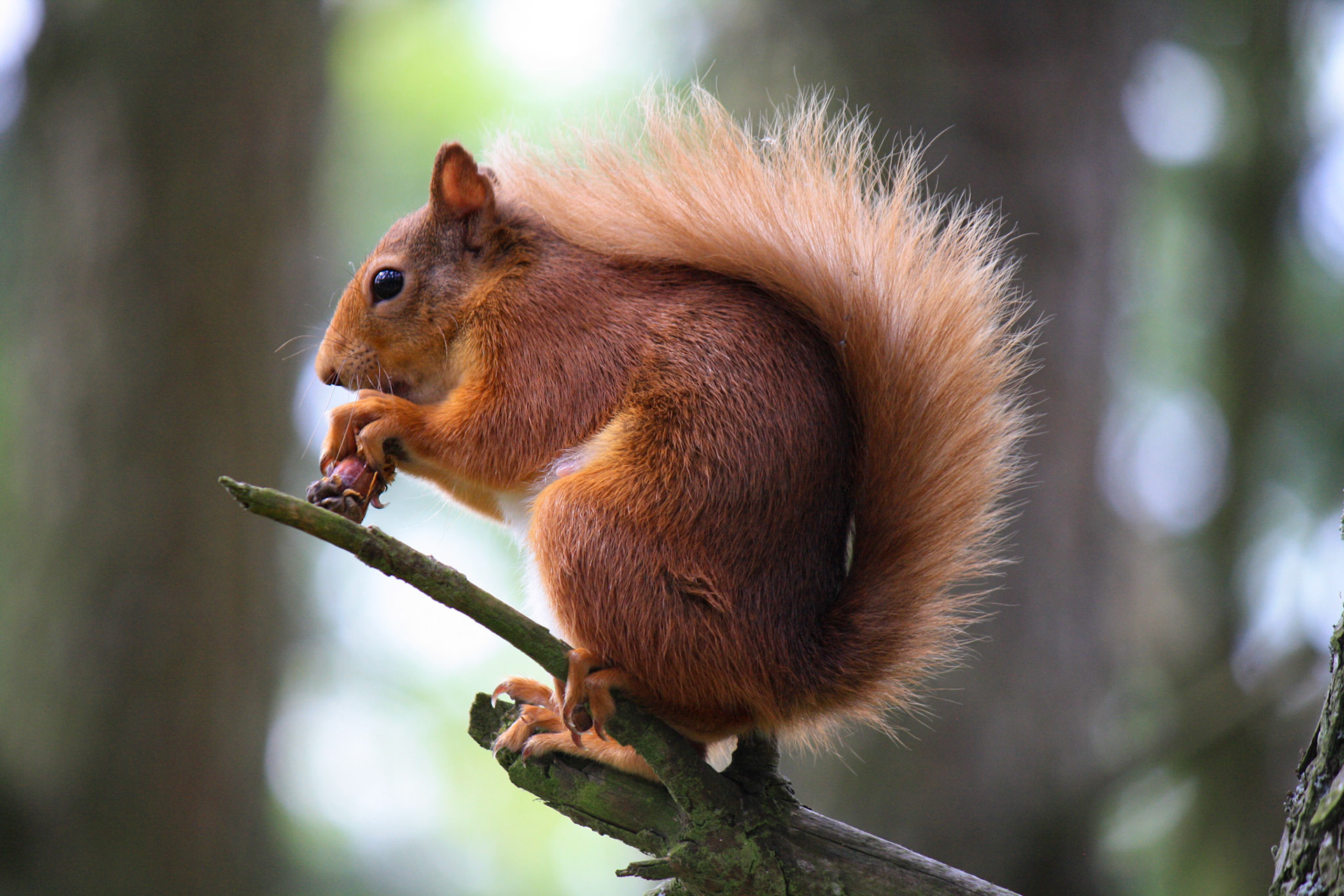 Scottish Red Squirrel
