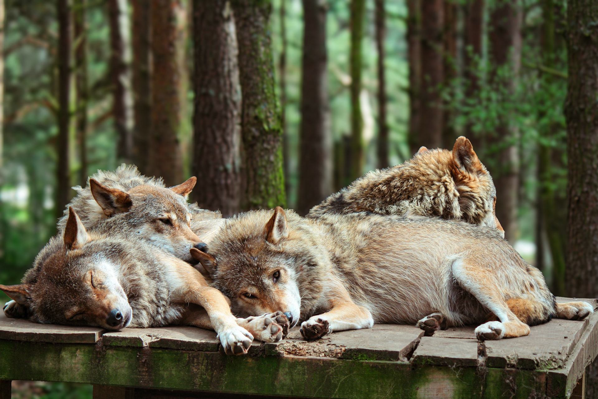 European Grey Wolves