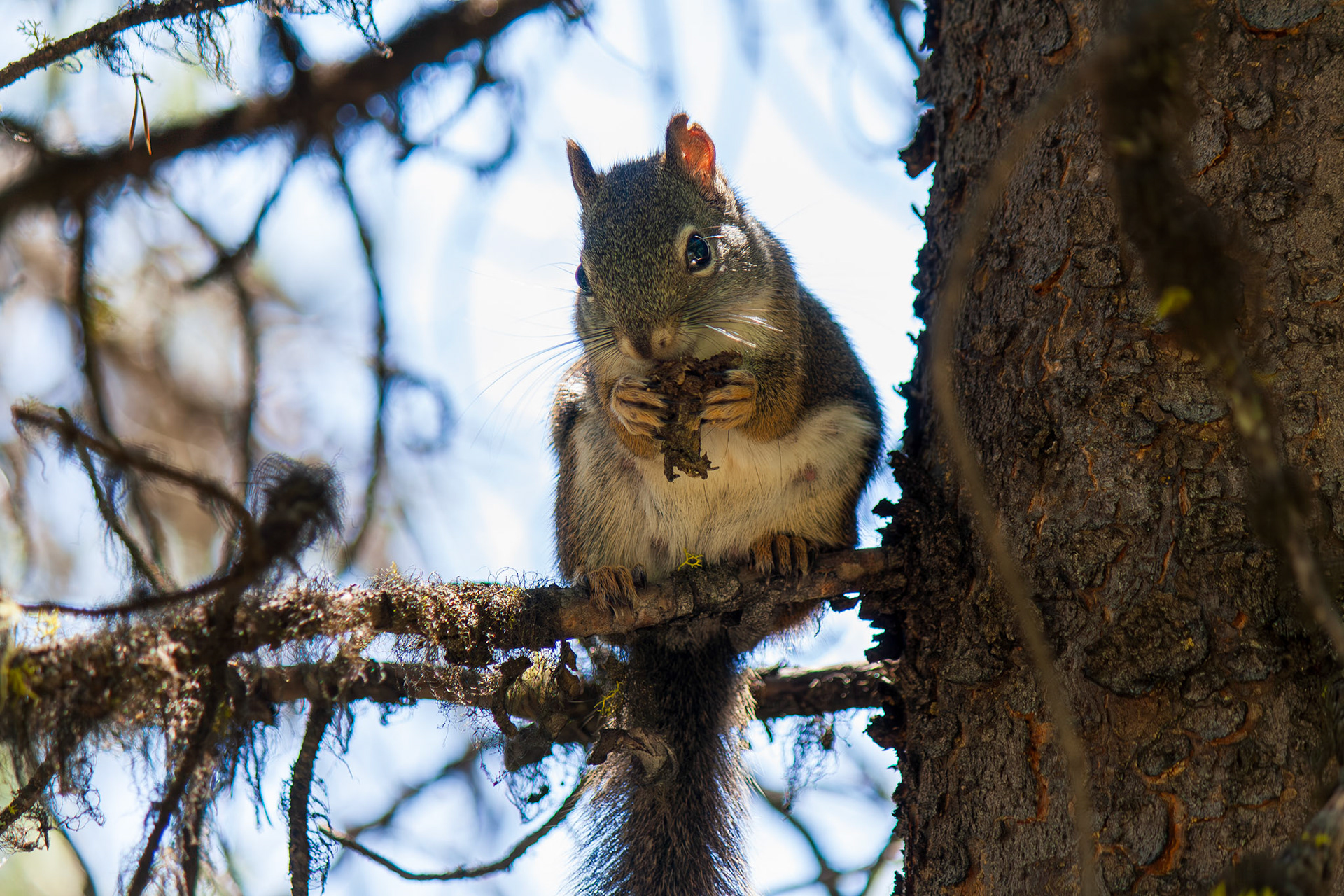 American Red Squirrel