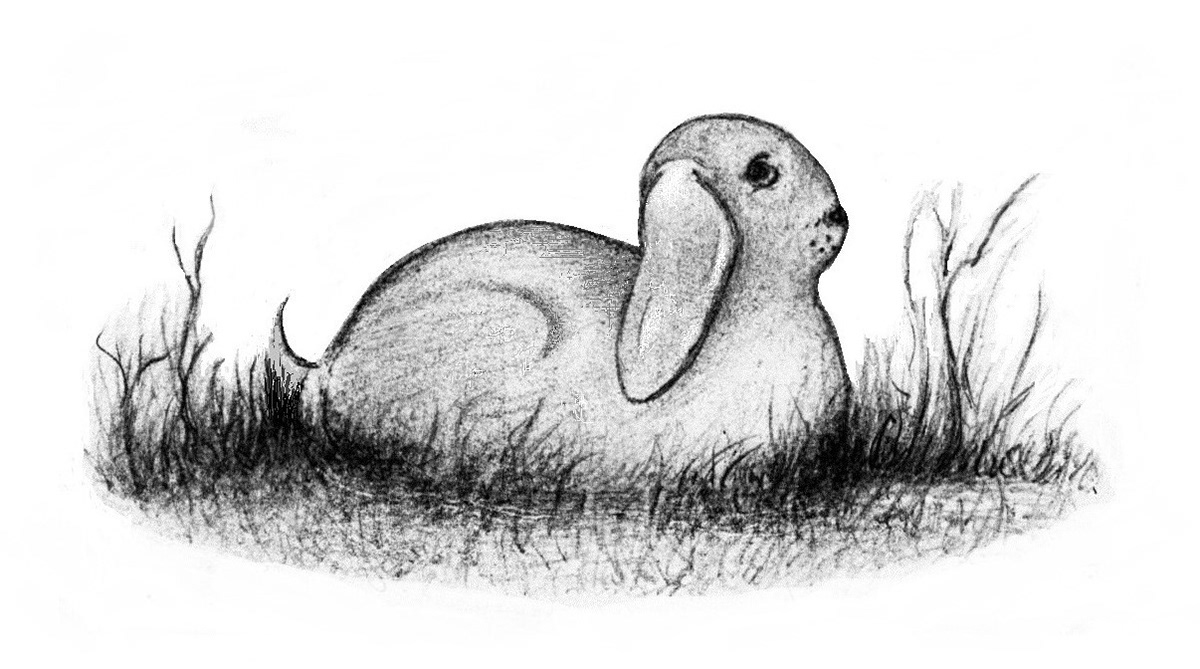Duck or Rabbit