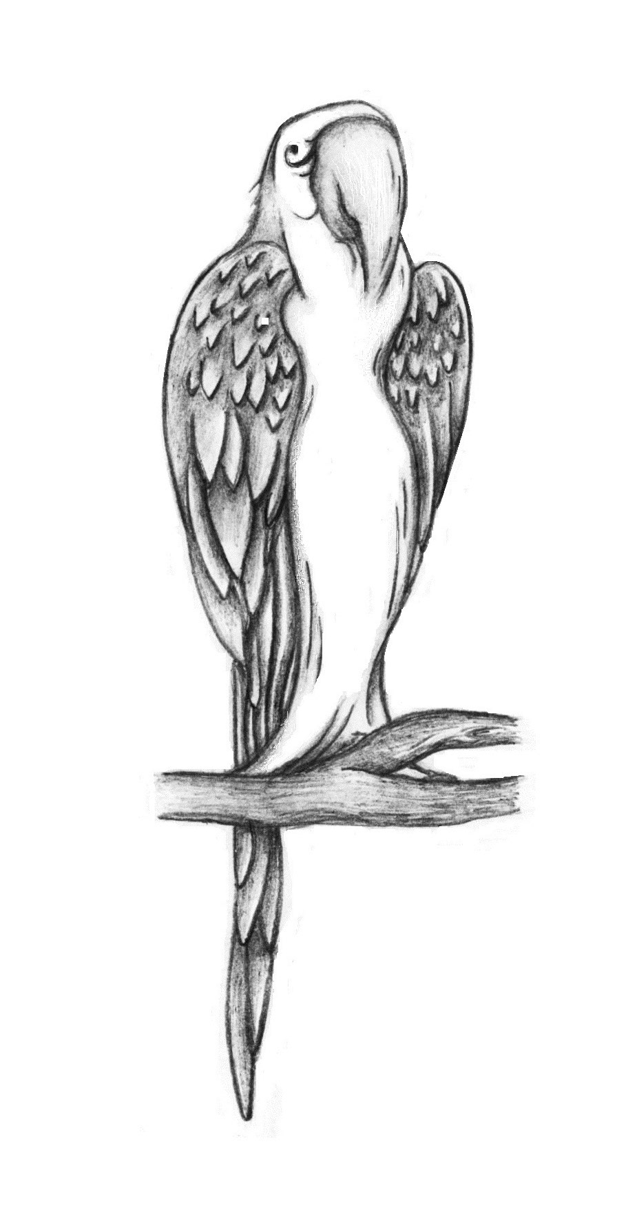 Parrot or Woman