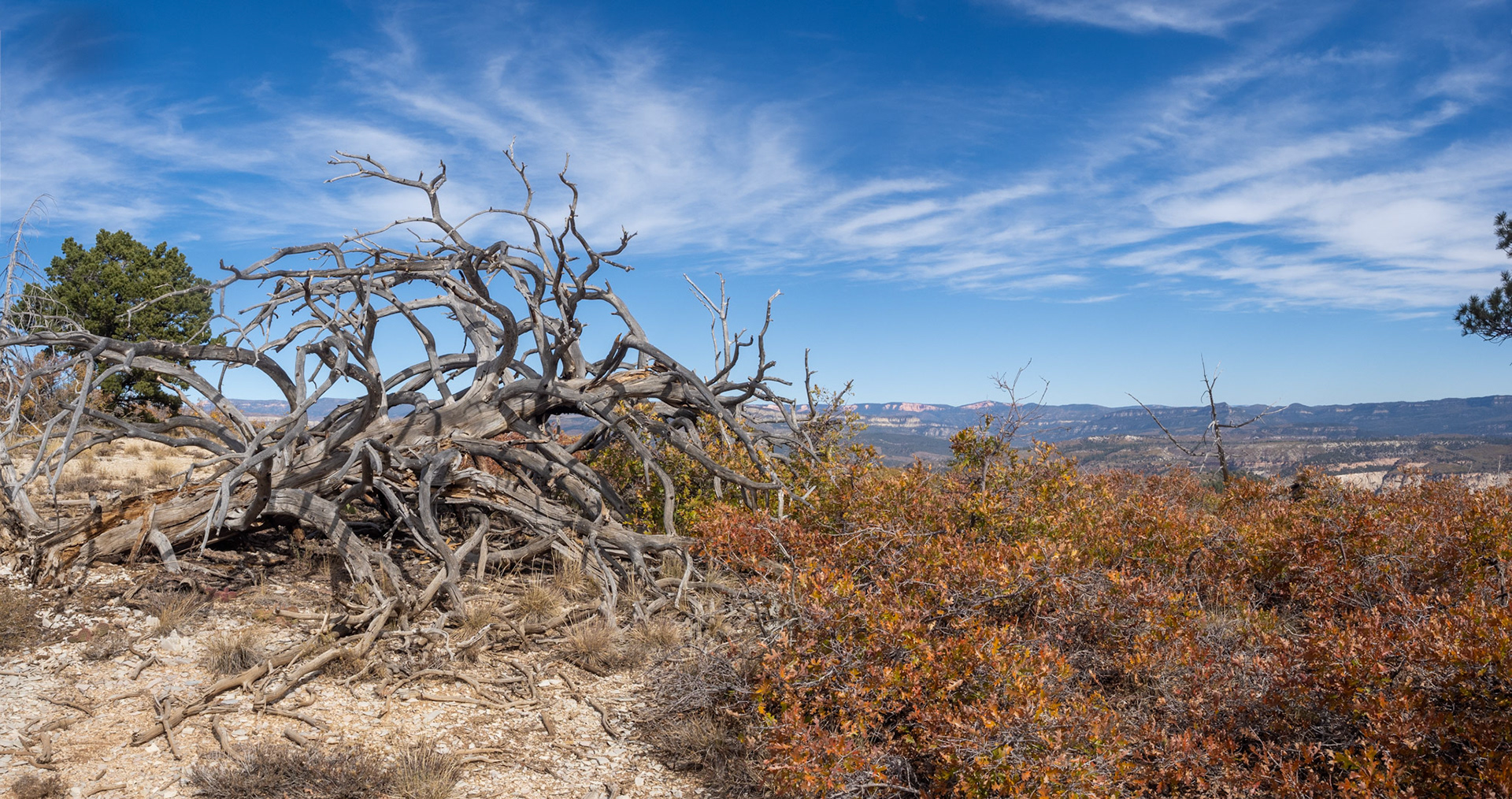 Knarly old dead tree