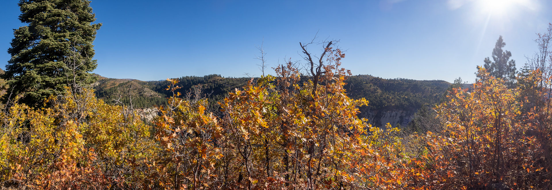 Scrub Oak and the far wall