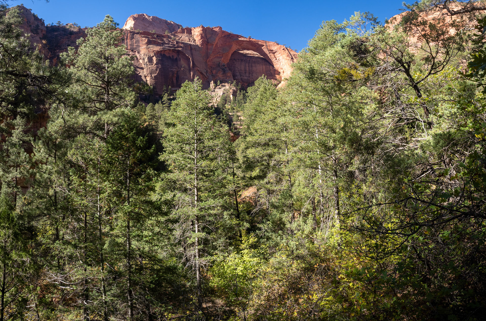 The first of at least 3 decent views of Kolob Arch
