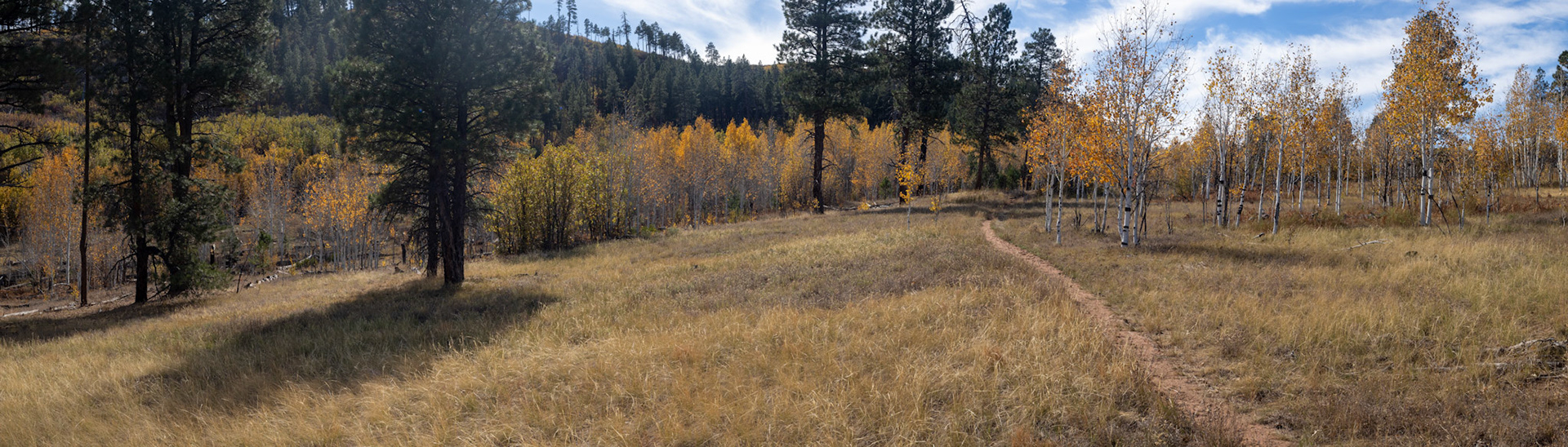 Aspens!!!!!!