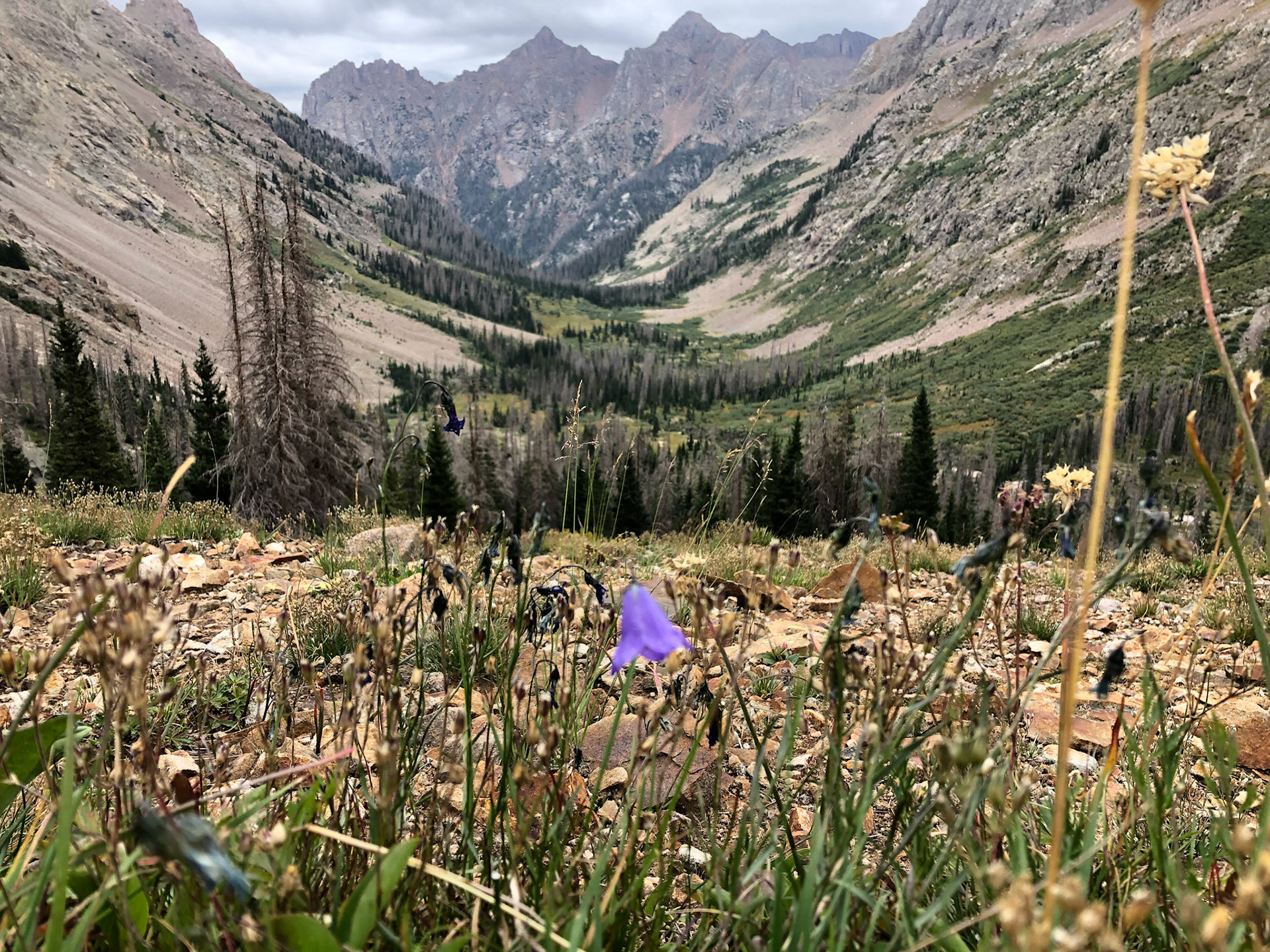 Maybe not a great shot, because the focal point is between the flower (desired) and the backdrop.