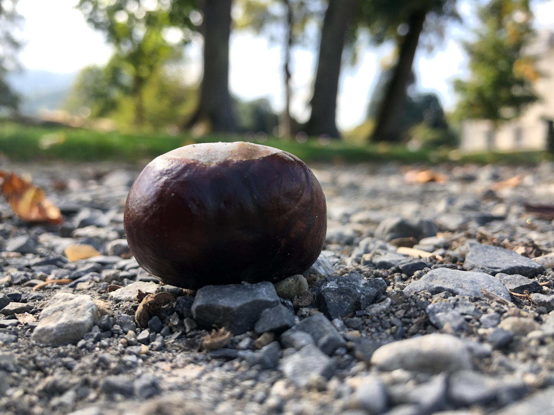 Chestnuts everywhere