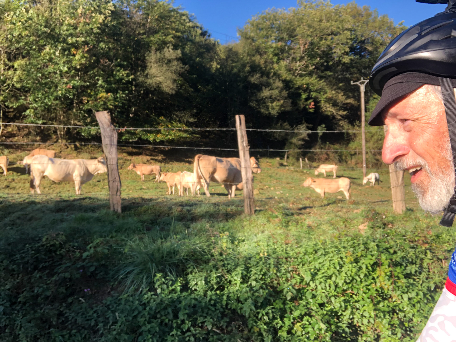A lot of mooing