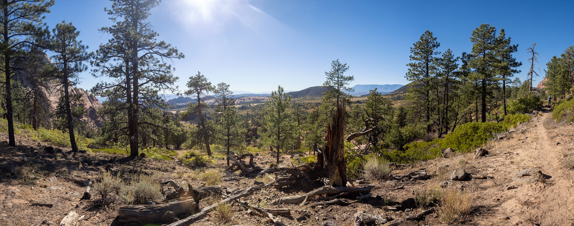 Higher on the Connector Trail
