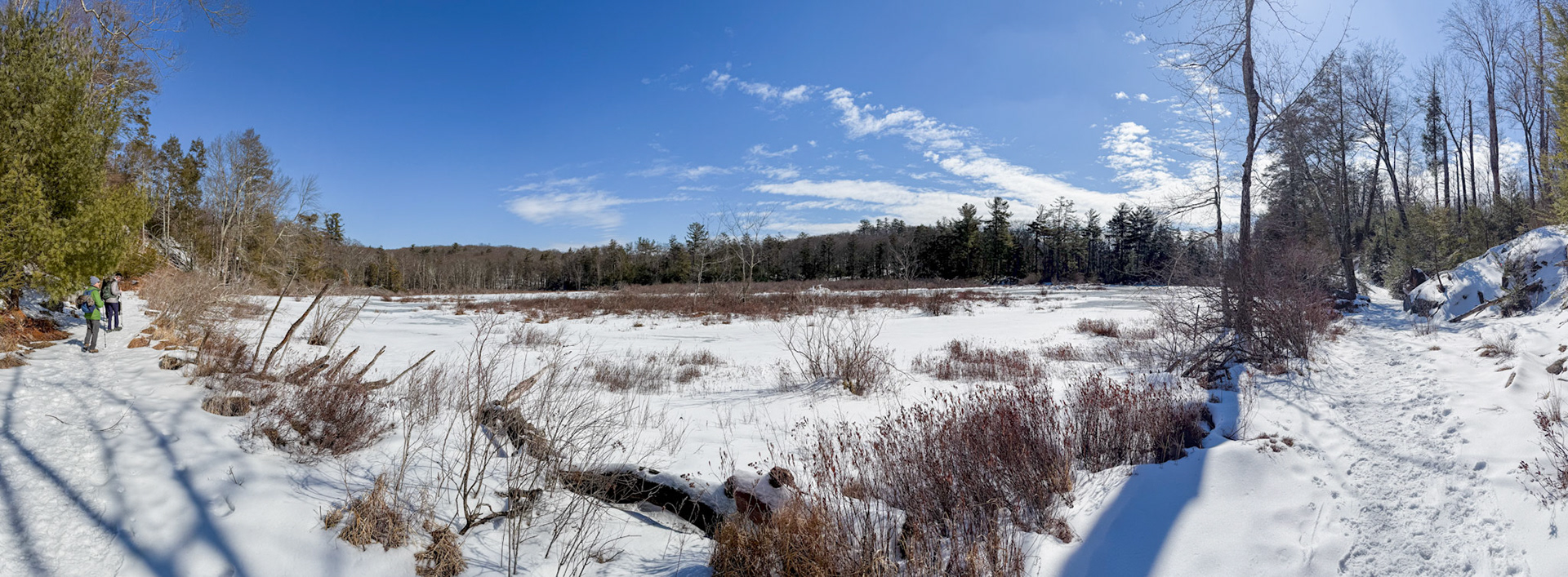 Pine Swamp