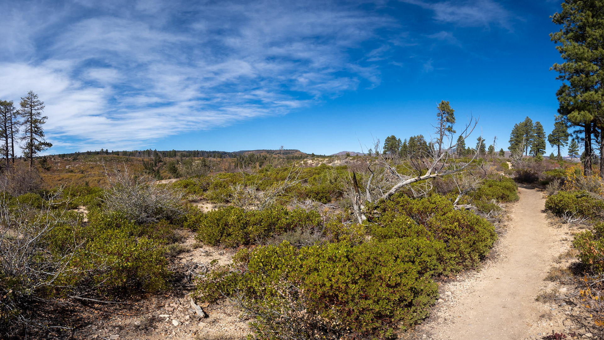 High Desert Scrub