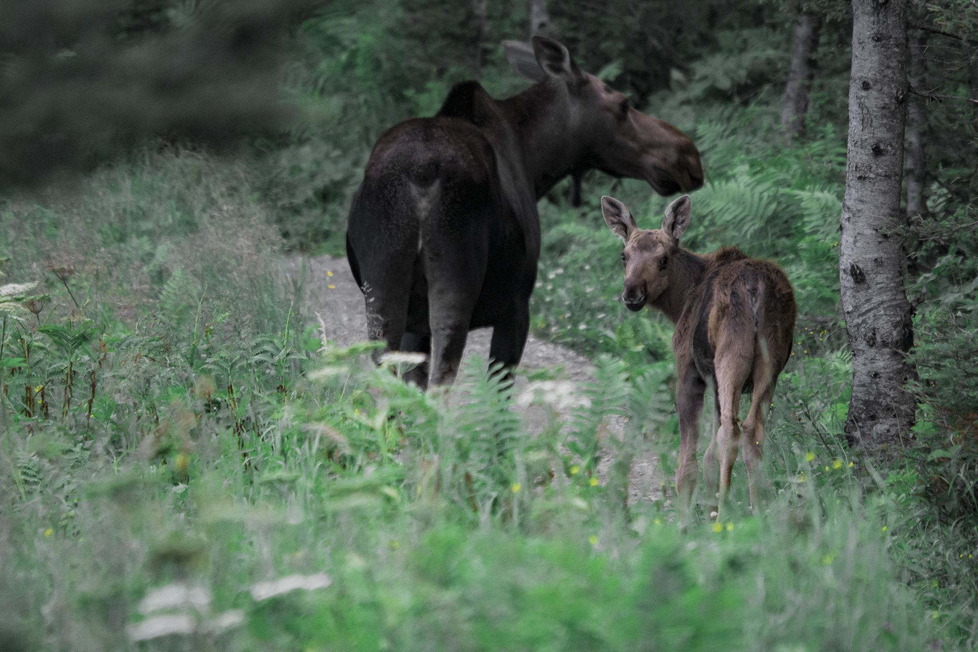 En famille