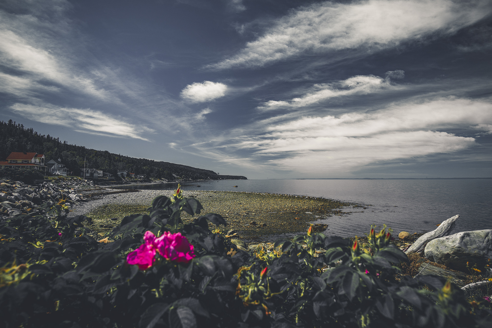Rose des vents