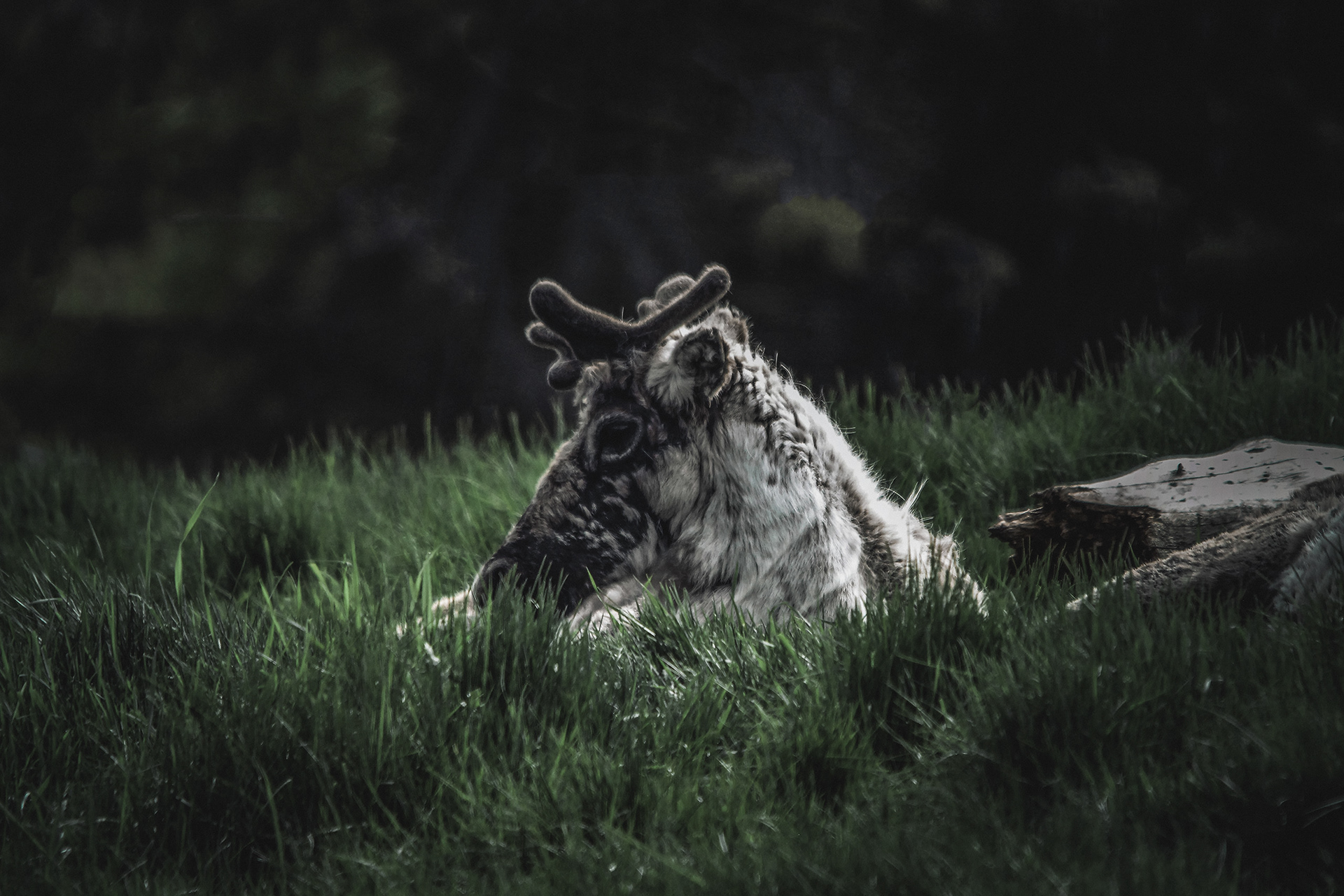 Couché dans l'herbe