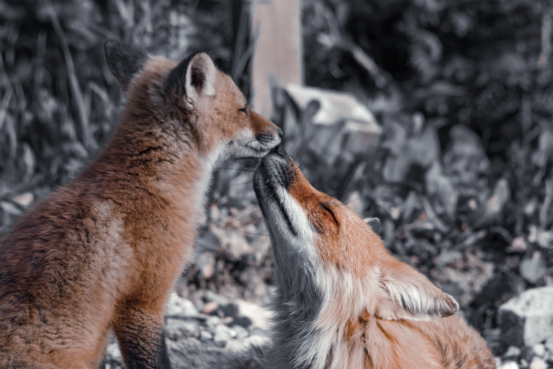 L'amour d'une mère