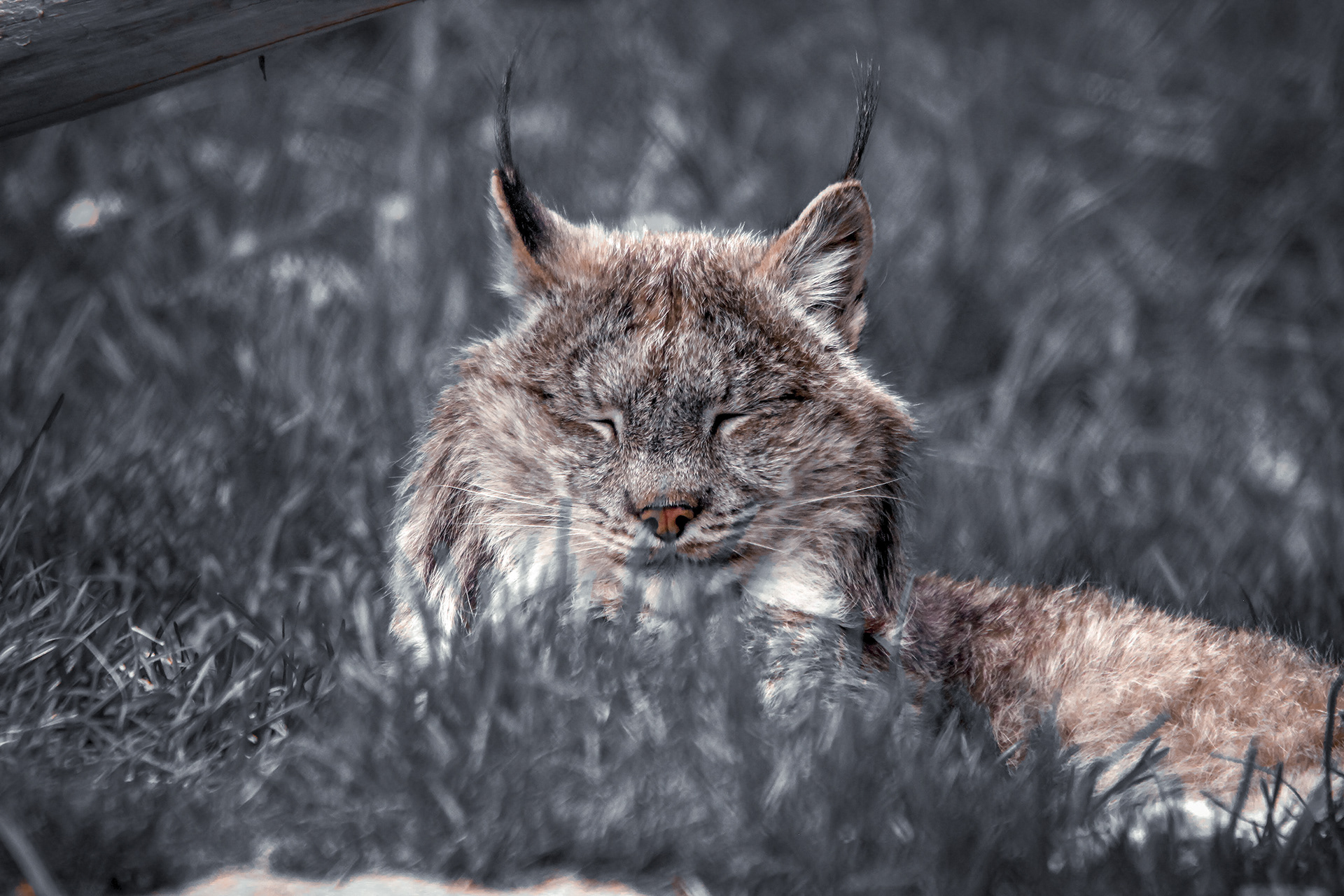 La sieste