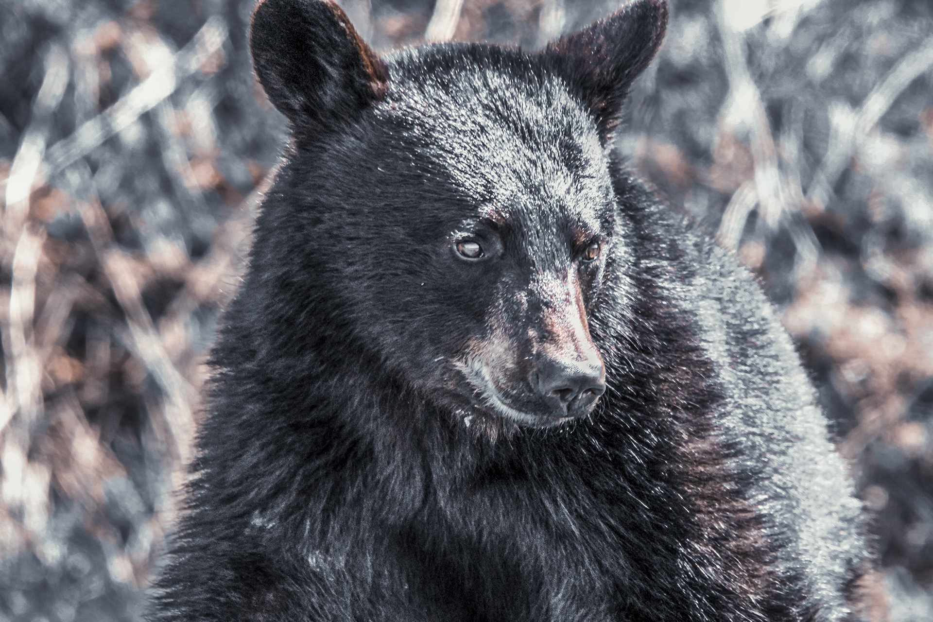 L'ours pensif