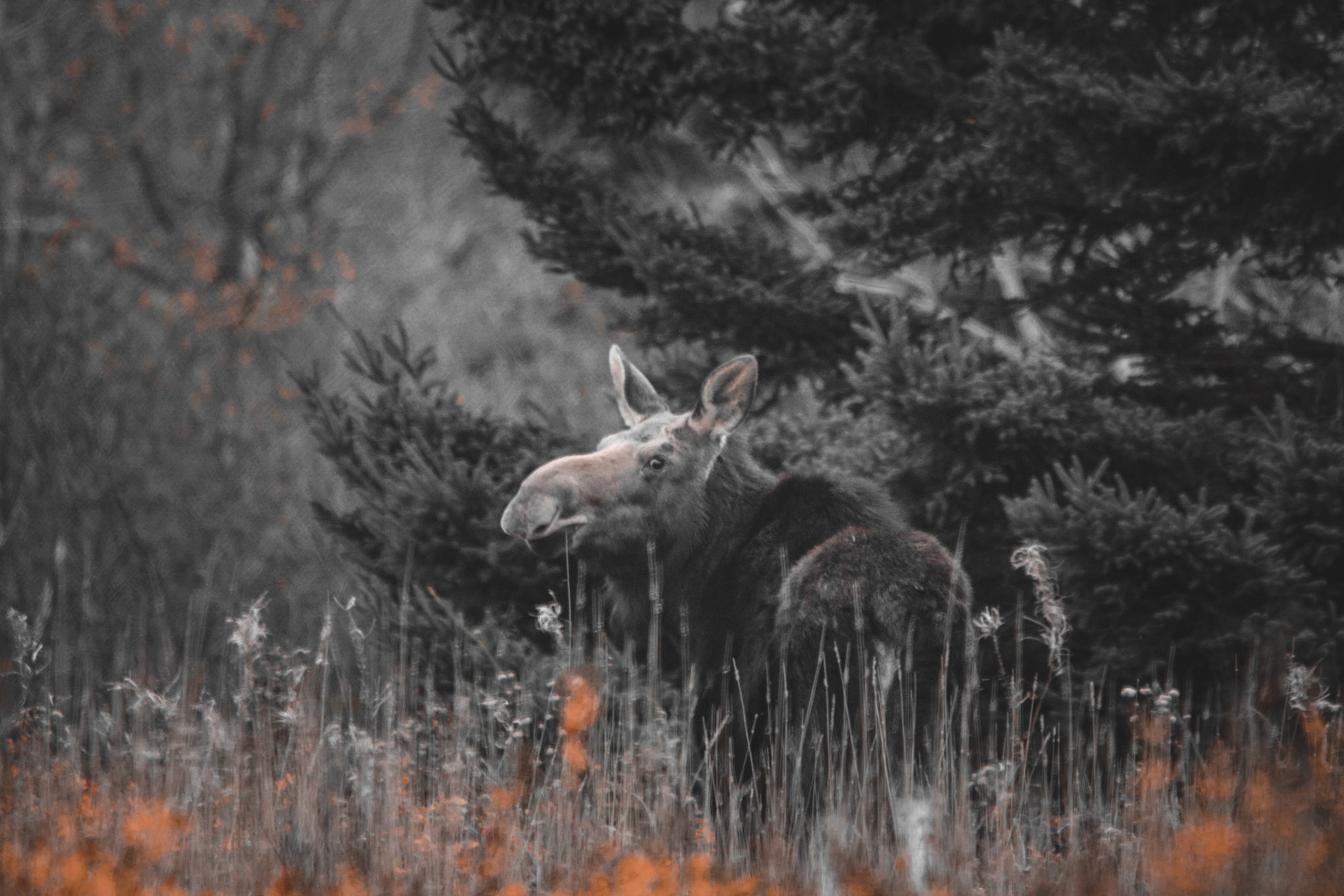 Un orignal en automne