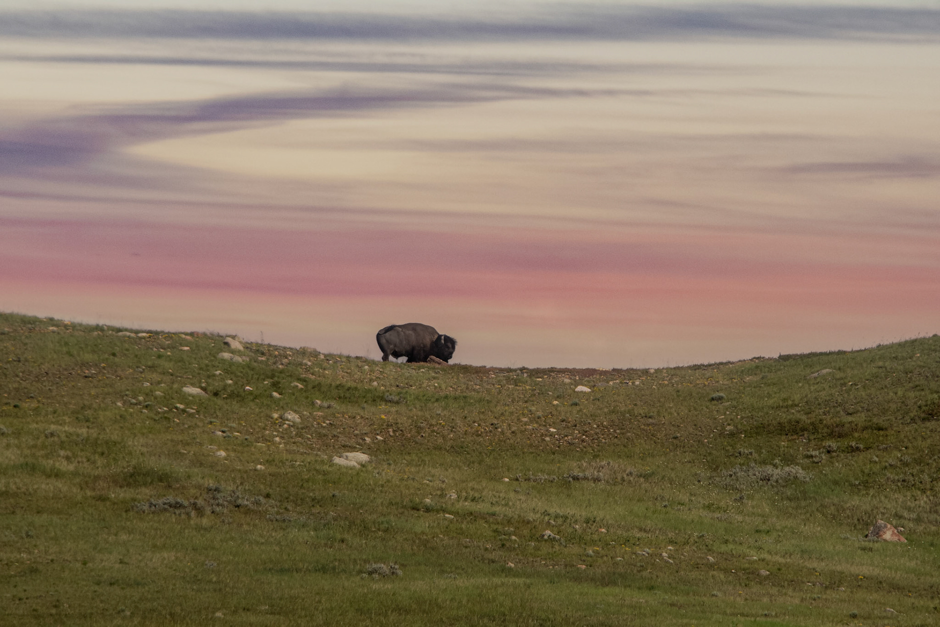 Bison au crépuscule