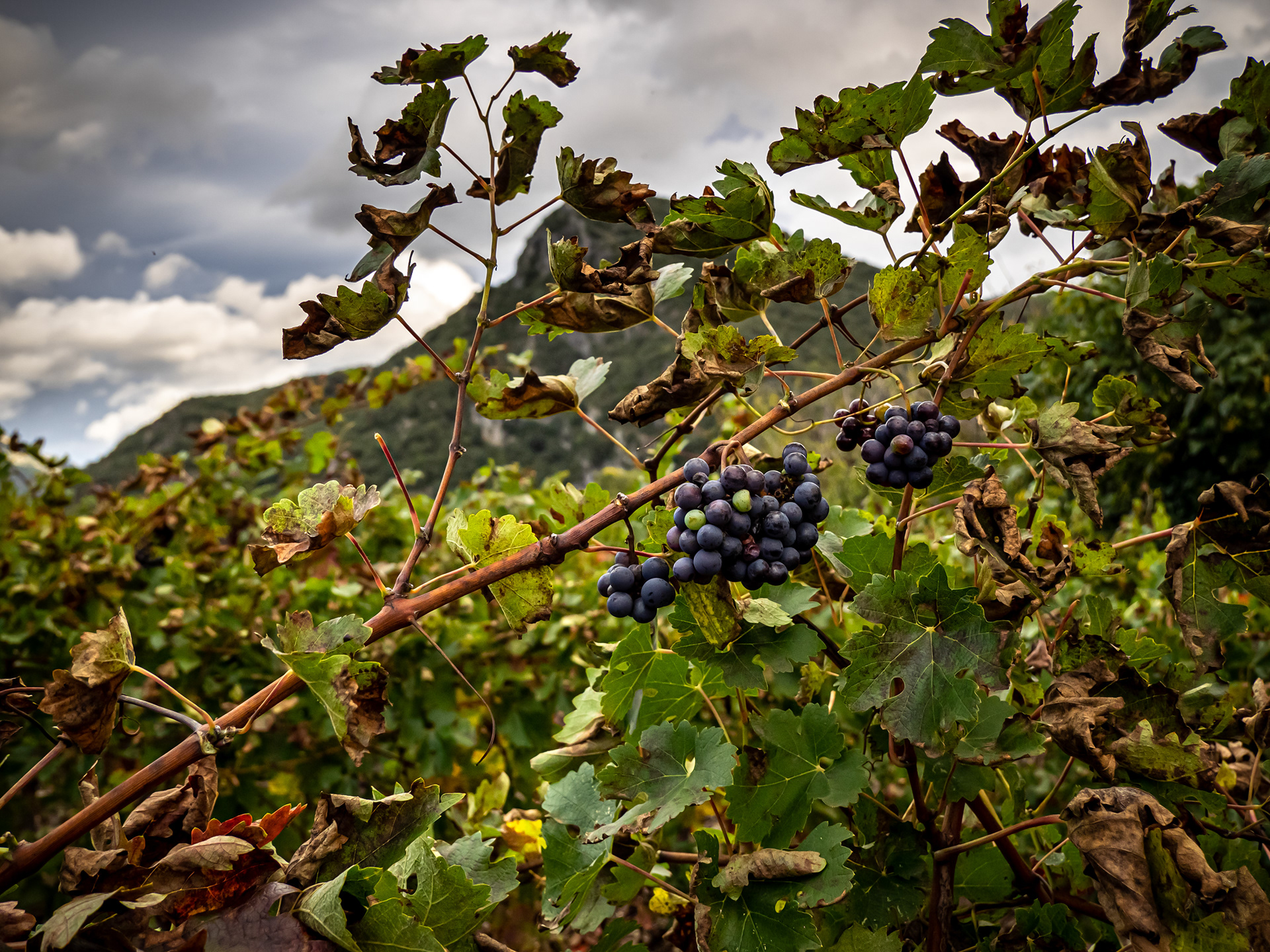 Ambiance d'automne