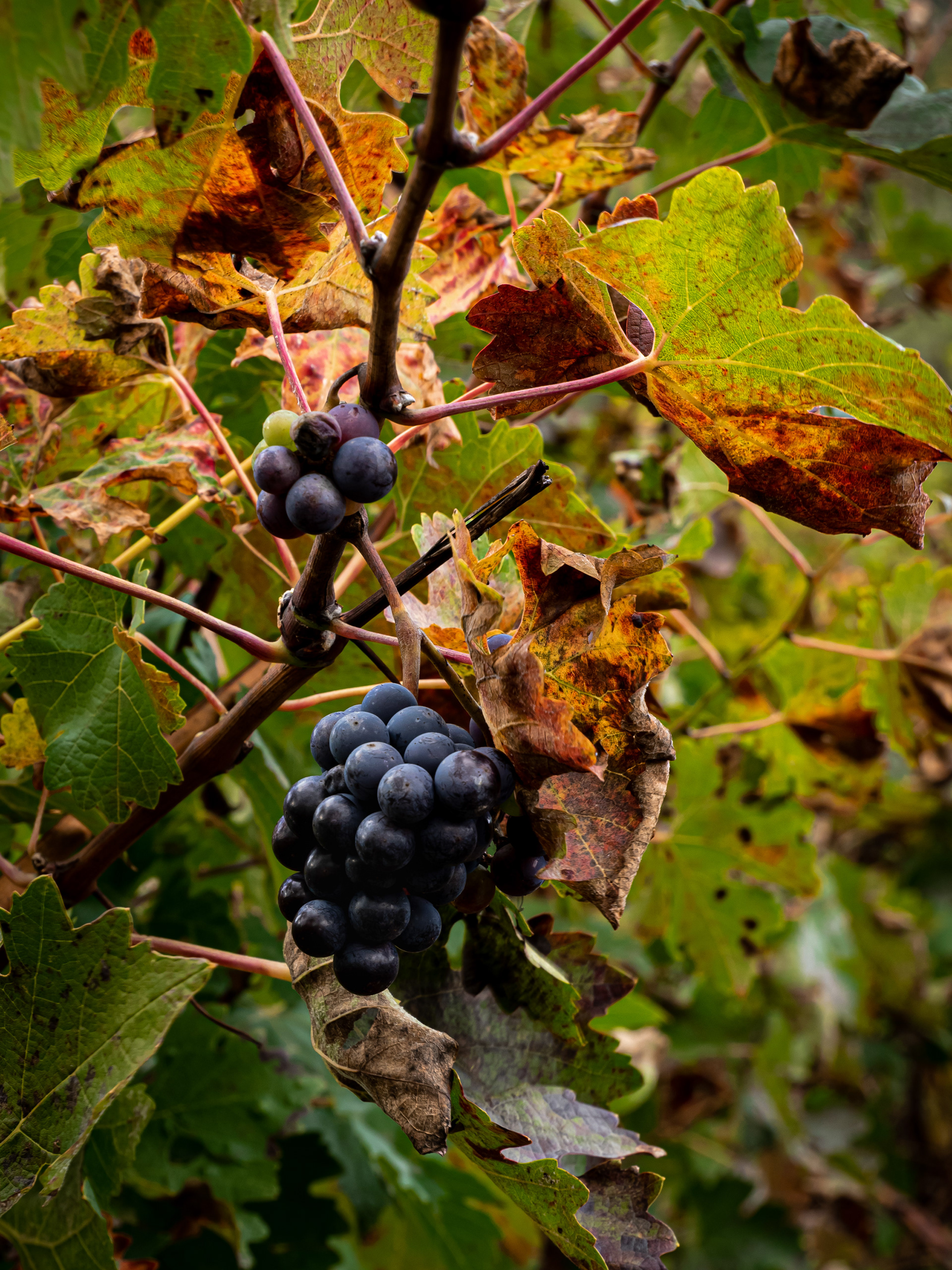 Couleurs d'automne