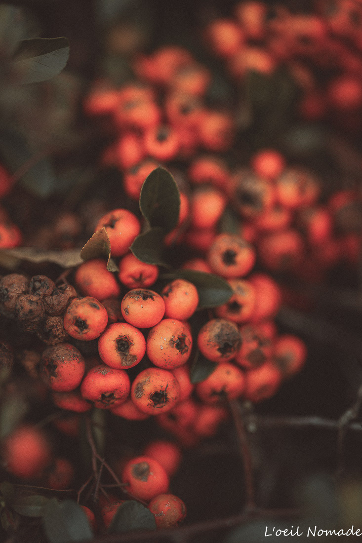 Nature urbaine. Quand le végétal adopte les codes de l'alerte.